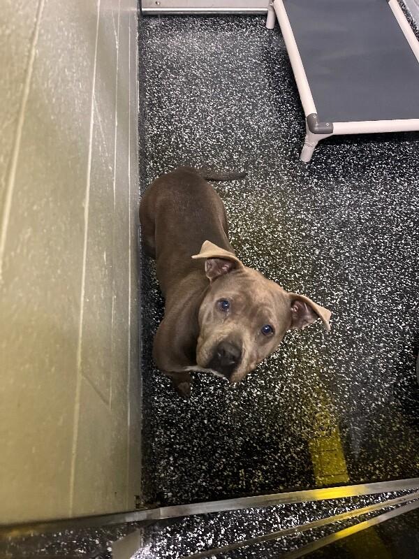 Enlarge Baby, a Adoptable mixed breed in Jackson, TN image 3/3