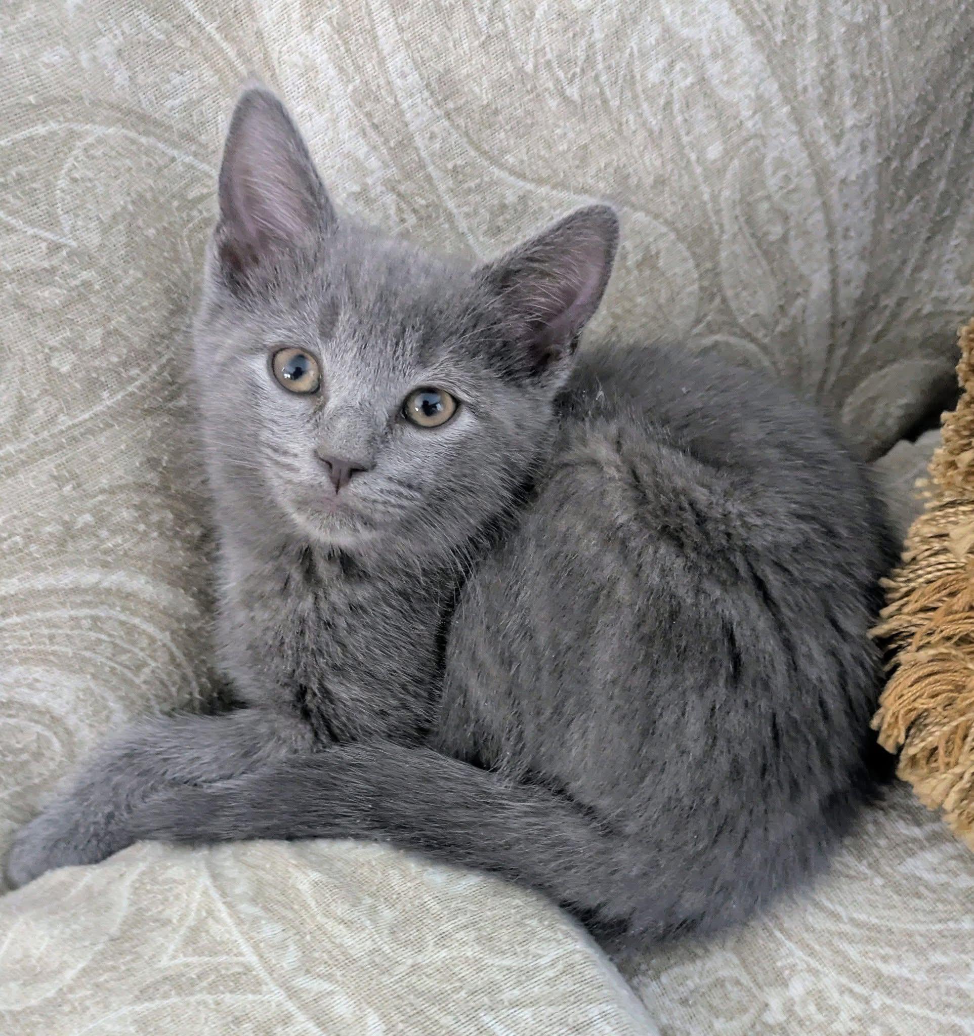 Enlarge Stella, an adopted mixed breed in Massillon, OH image 1/1