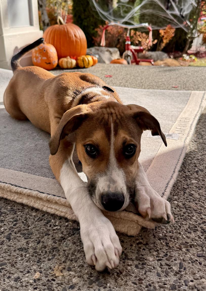 Boomer, Adoptable, Puppy Male Shepherd.