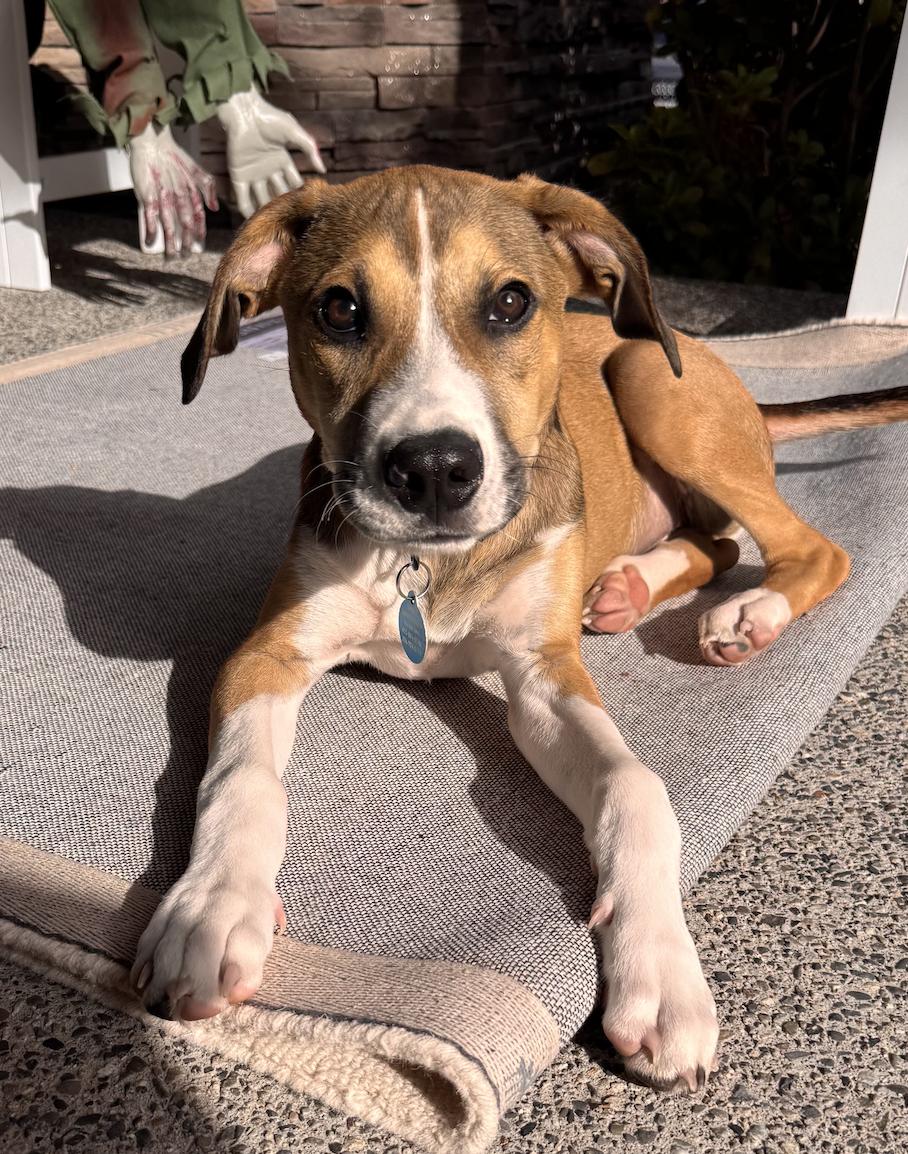 Enlarge Boomer, a Adoptable Shepherd in Seattle, WA image 3/3