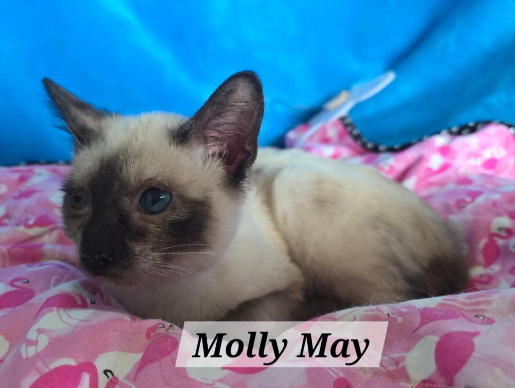 Molly May, Adoptable, Kitten Female Siamese & Domestic Short Hair.