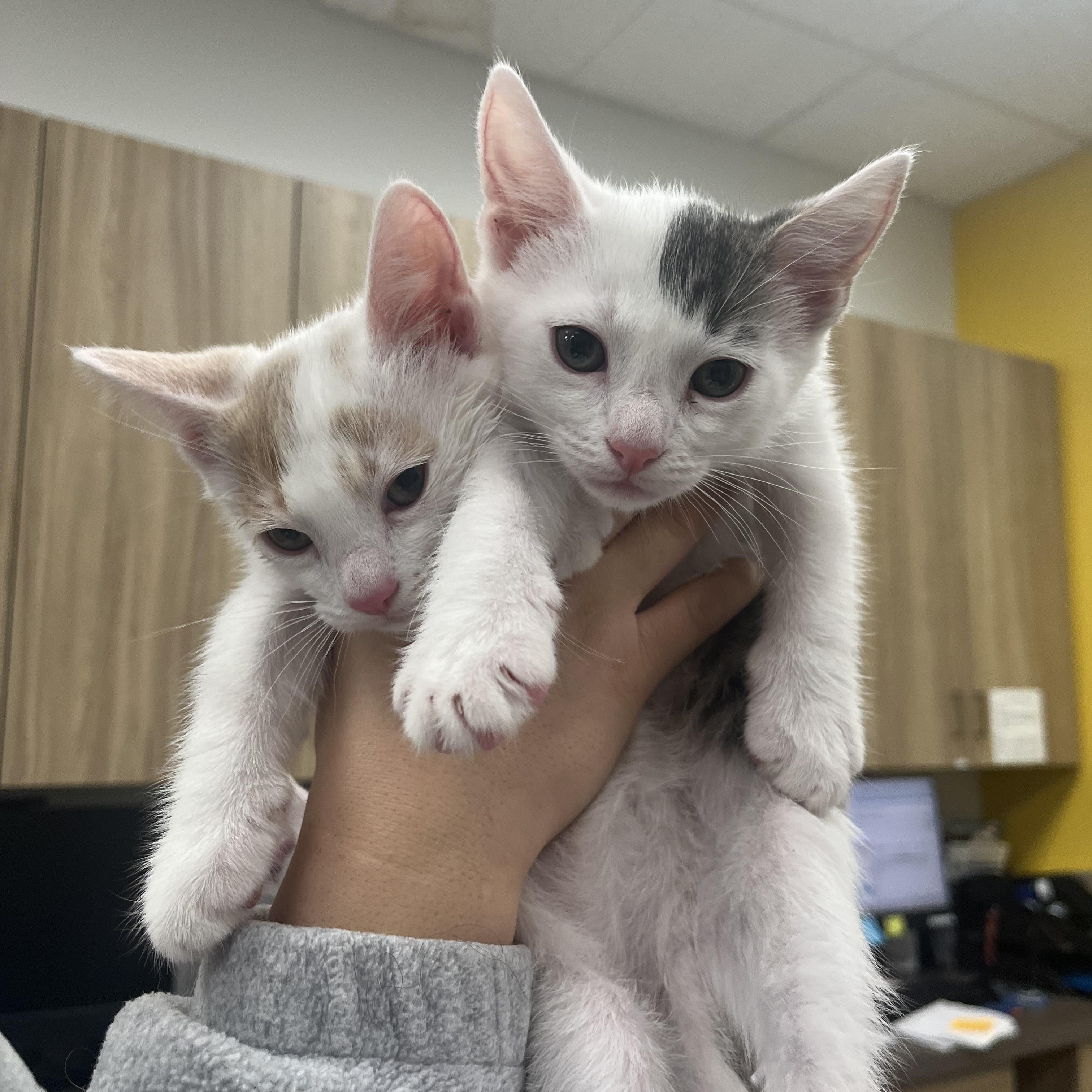 Enlarge Jersey, an adopted Domestic Short Hair in Santa Ana, CA image 5/5