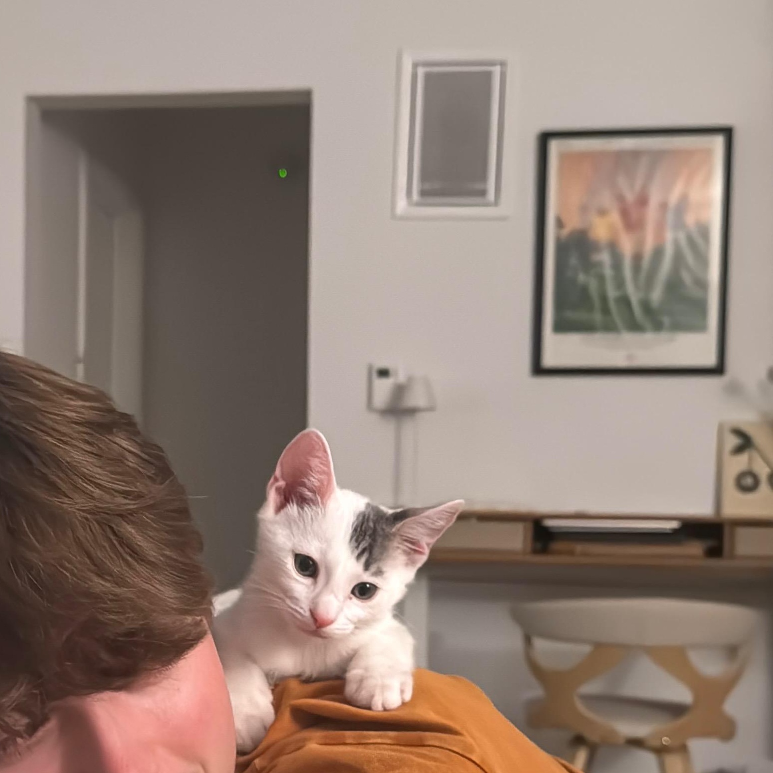 Enlarge Jersey, an adopted Domestic Short Hair in Santa Ana, CA image 2/5