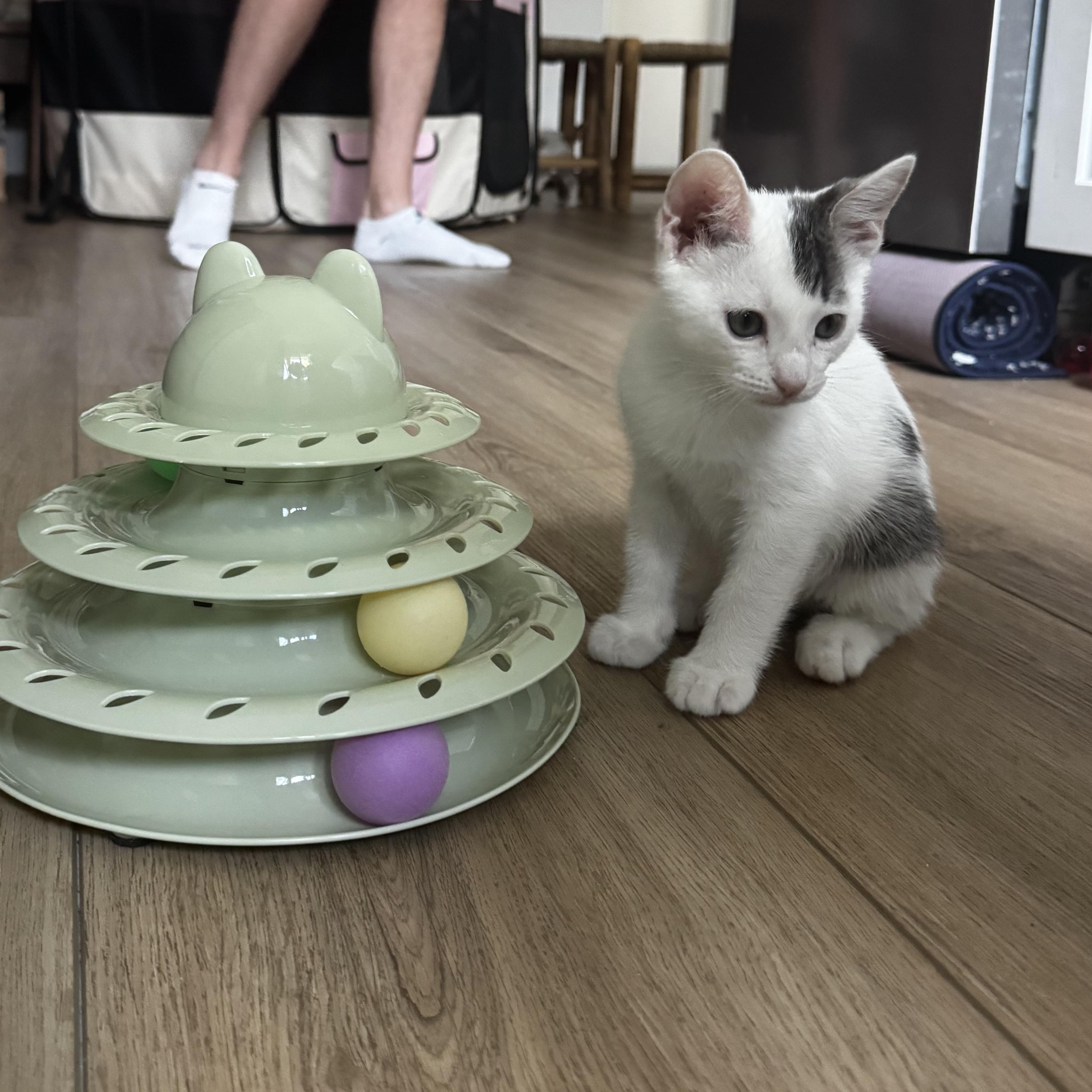 Enlarge Jersey, an adopted Domestic Short Hair in Santa Ana, CA image 3/5