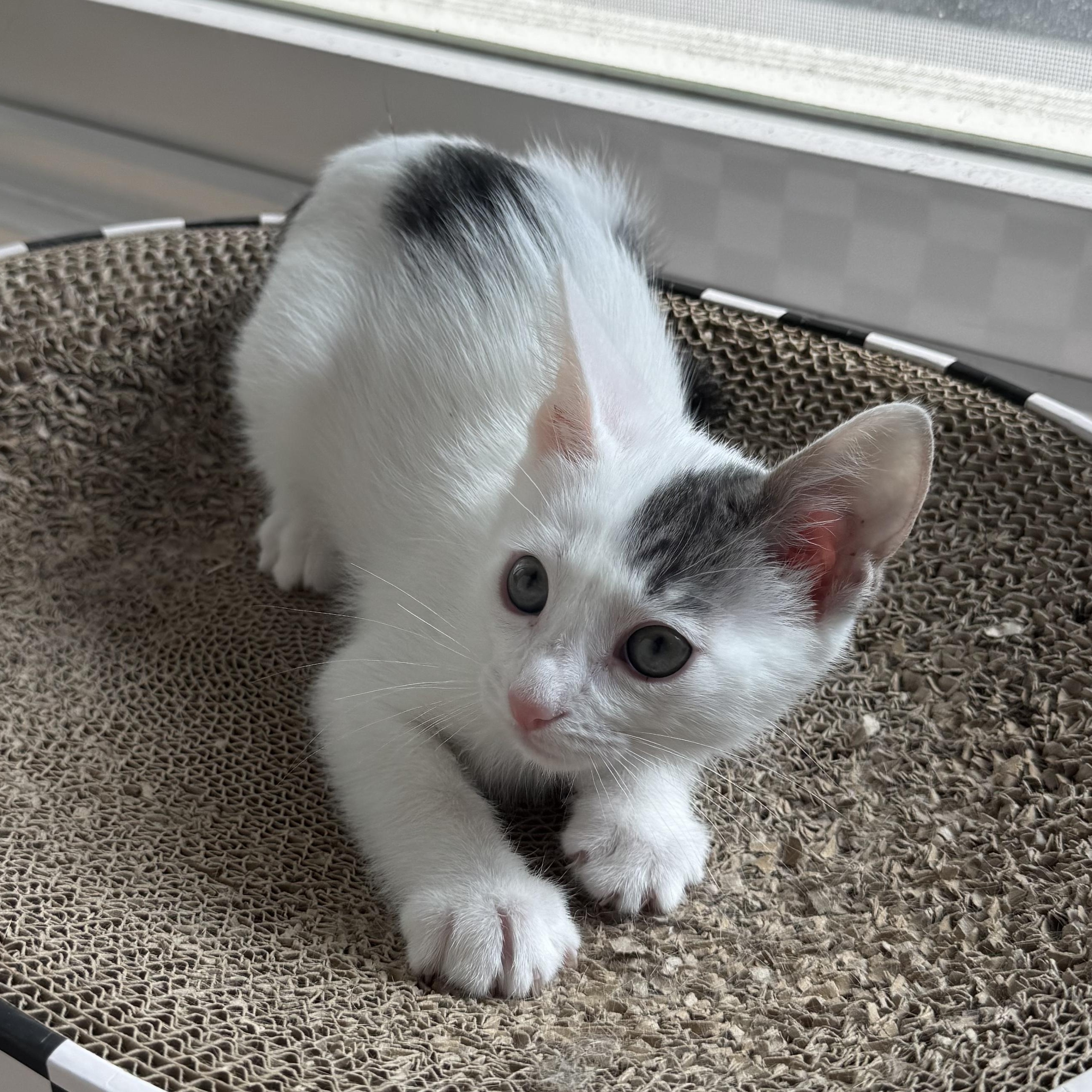 Enlarge Jersey, an adopted Domestic Short Hair in Santa Ana, CA image 1/5