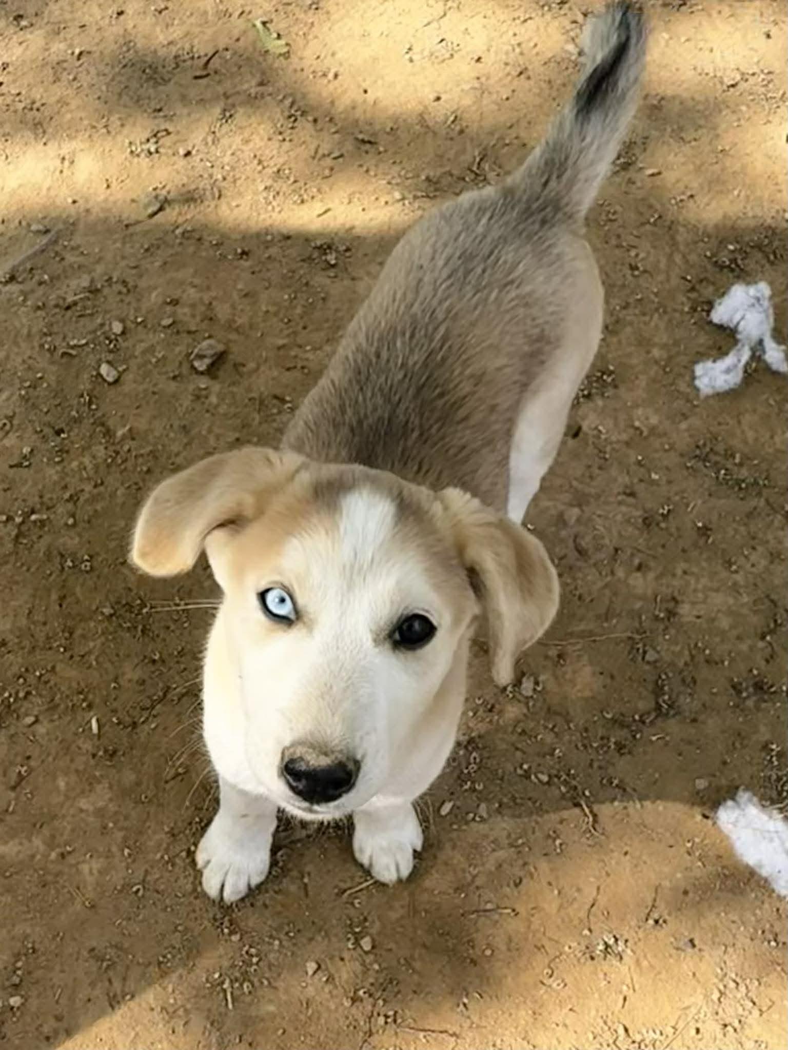 Blondie, adopted, Puppy Female Siberian Husky & Coonhound.