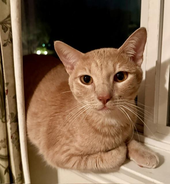 Enlarge Simba 2, a ADOPTABLE Domestic Short Hair in Camarillo, CA image 1/1