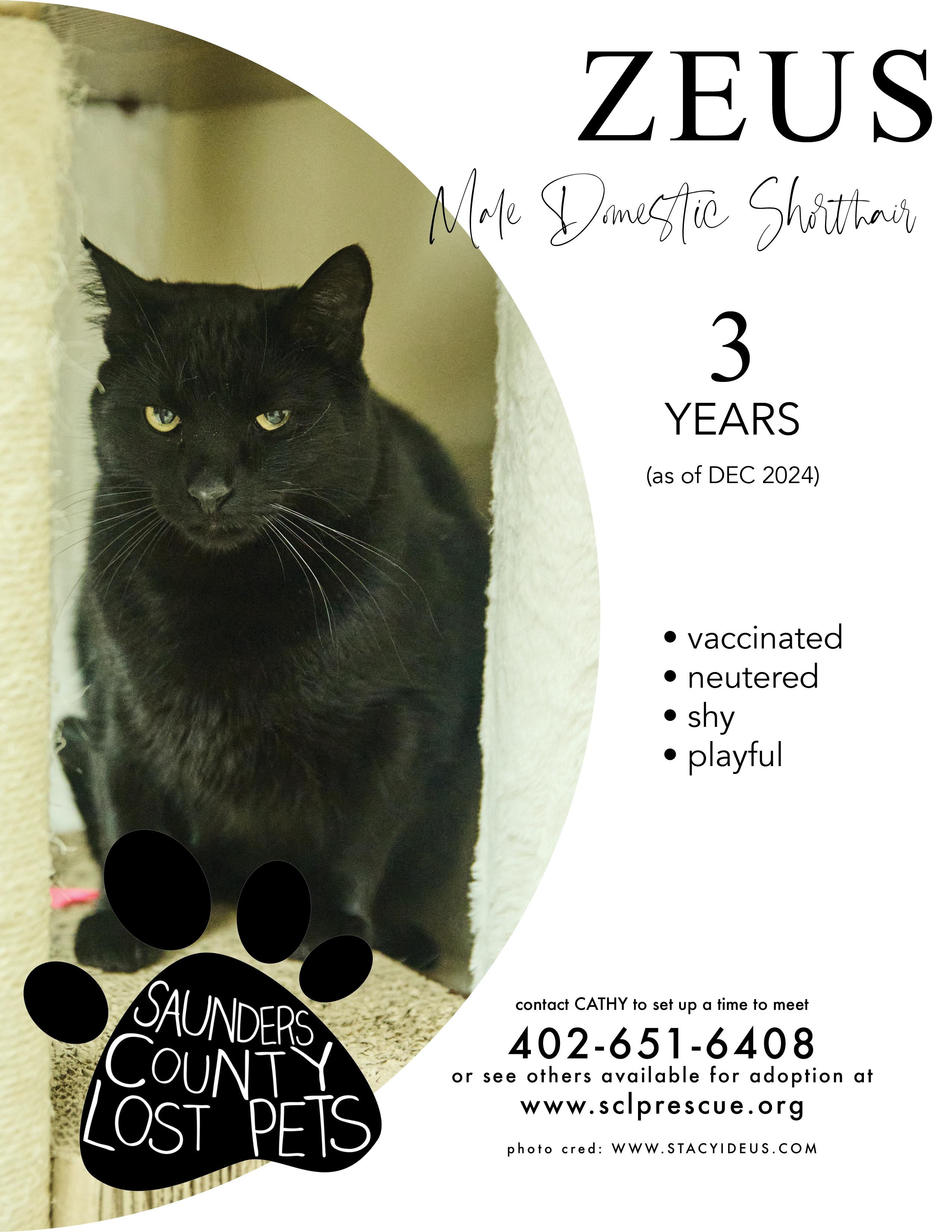 Enlarge Zeus, a Adoptable Domestic Short Hair in Wahoo, NE image 1/1