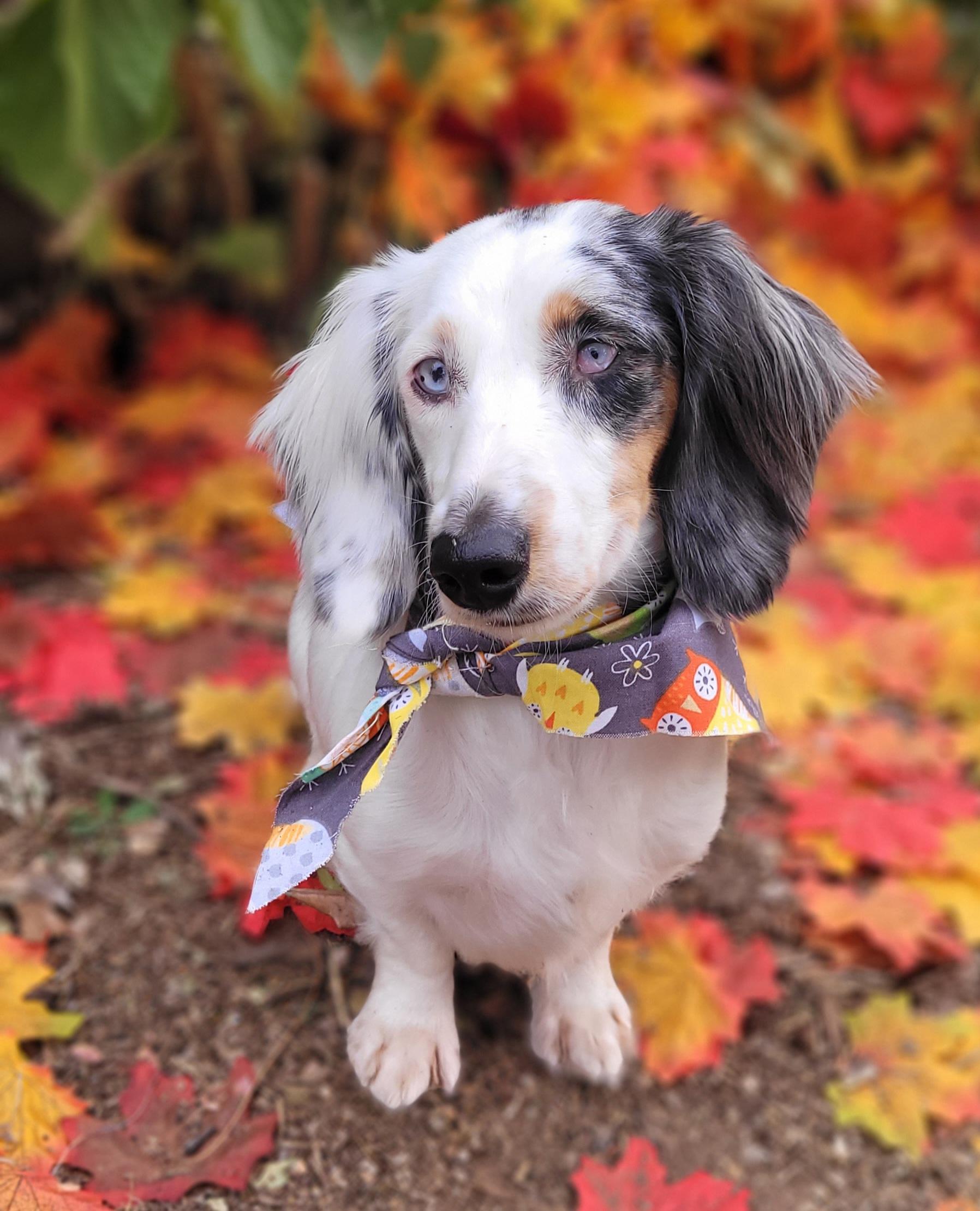 Enlarge Popcorn, a Adoptable Dachshund (Miniature Long Haired) in Vernon, TX image 1/1