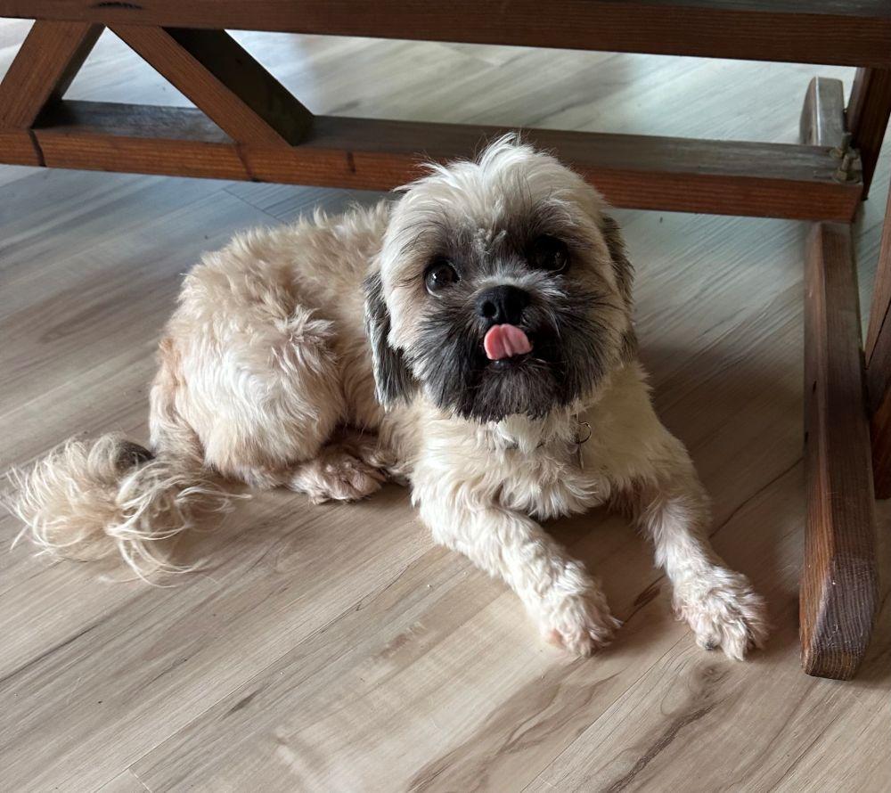 Princess, Adopted, Adult Female Shih Tzu & Lhasa Apso.