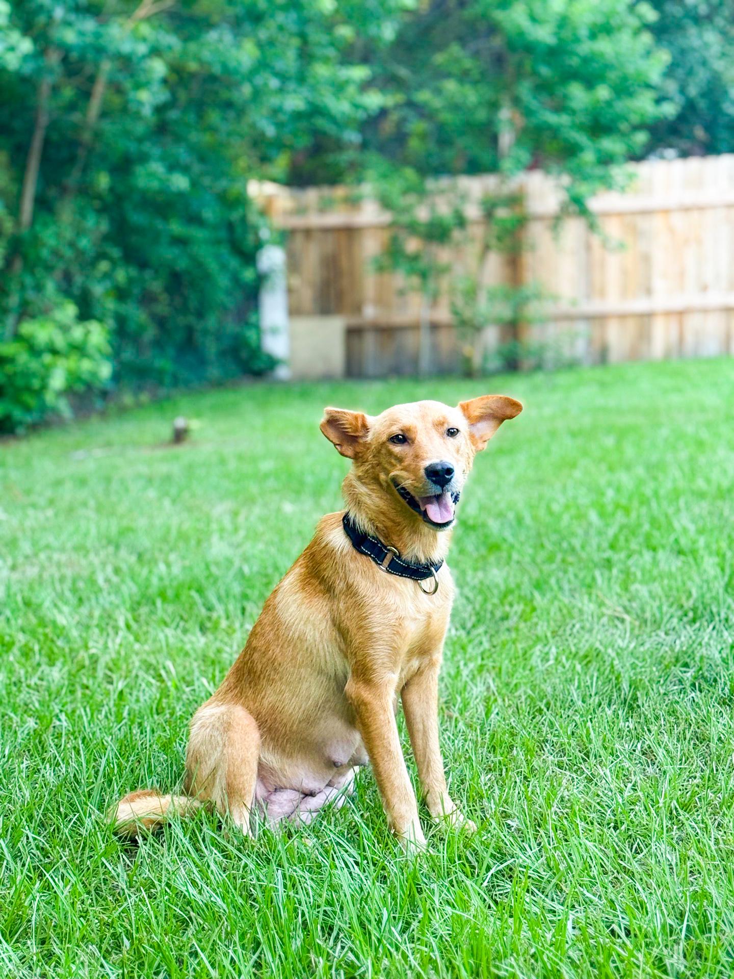 Liberty, a ADOPTABLE mixed breed in charleston, SC image 2/6