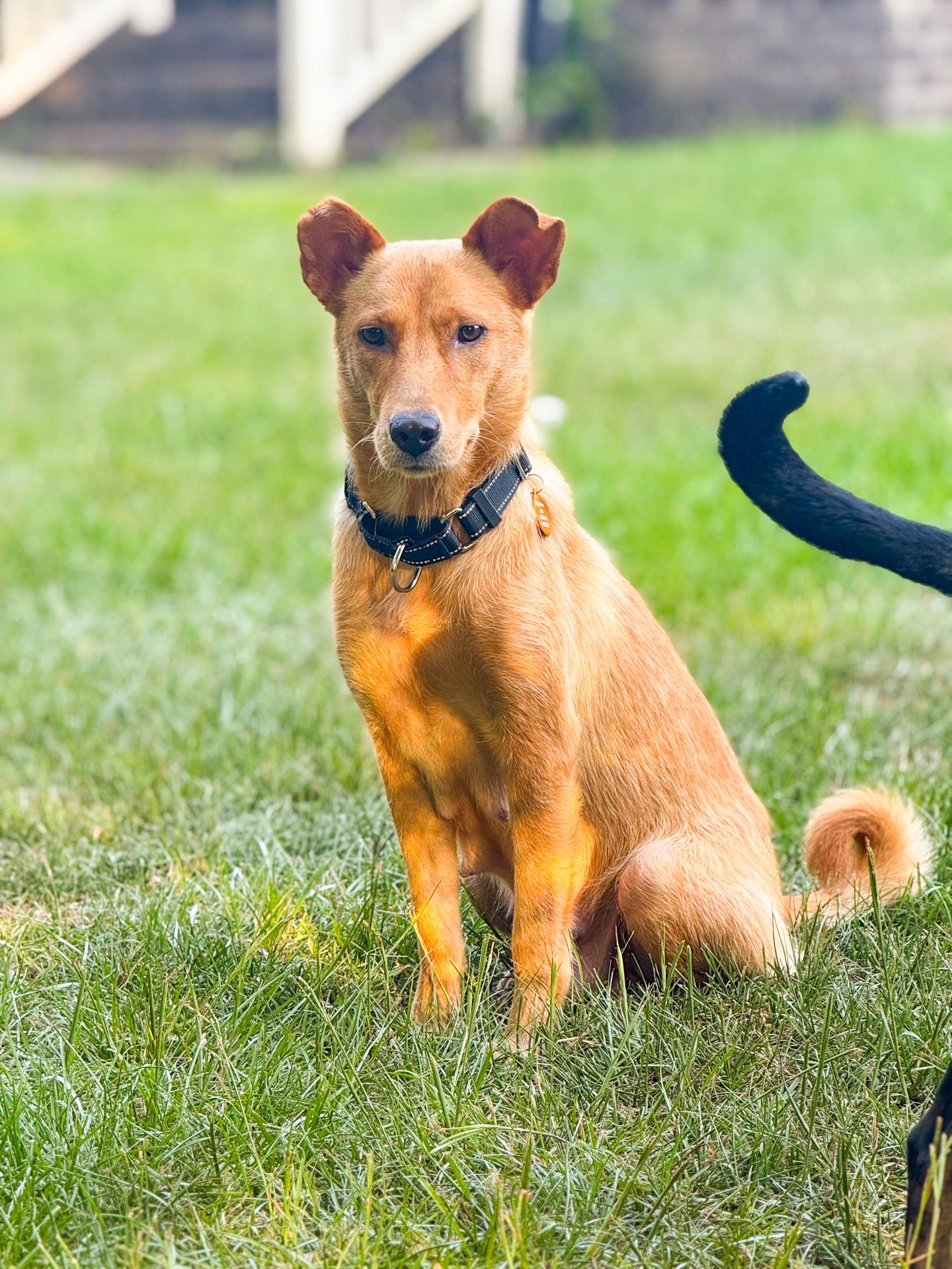 Liberty, a ADOPTABLE mixed breed in charleston, SC image 3/6