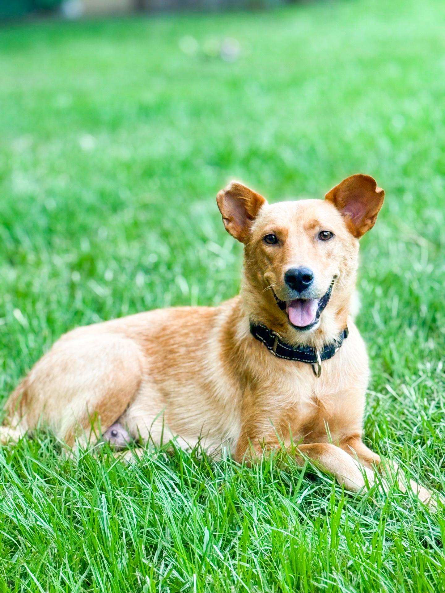 Liberty, a ADOPTABLE mixed breed in charleston, SC image 6/6