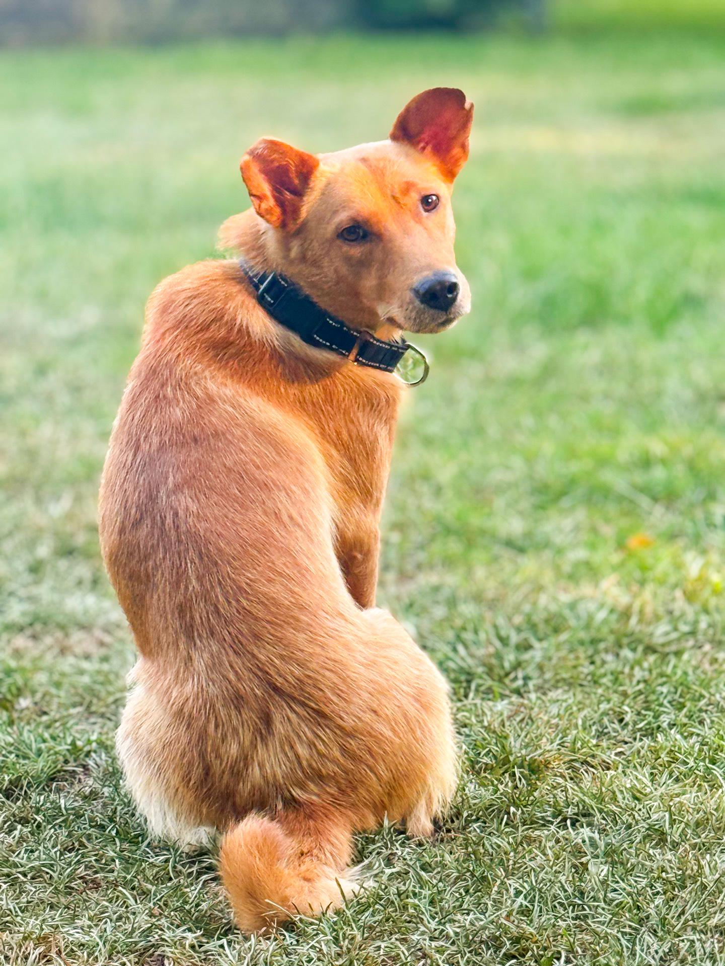 Liberty, a ADOPTABLE mixed breed in charleston, SC image 1/6