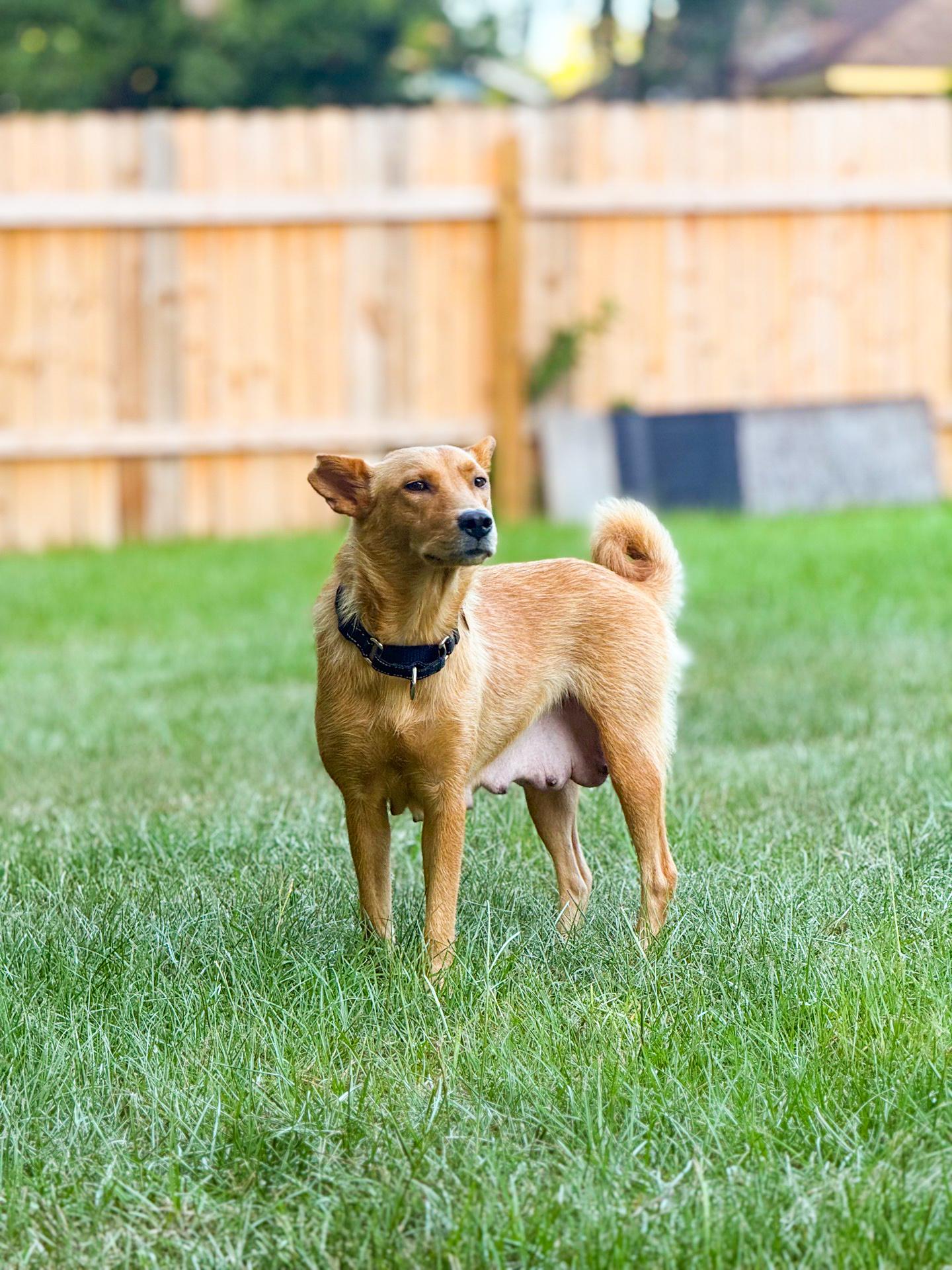 Liberty, a ADOPTABLE mixed breed in charleston, SC image 4/6