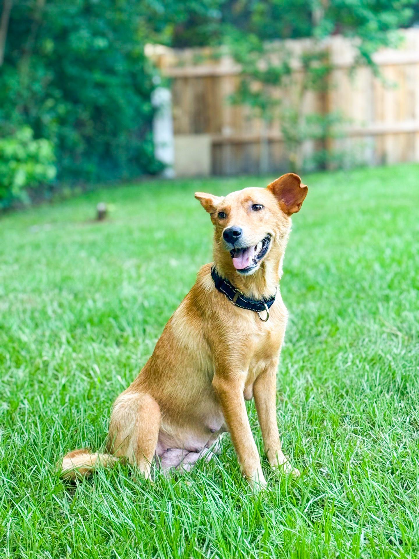 Liberty, a ADOPTABLE mixed breed in charleston, SC image 5/6