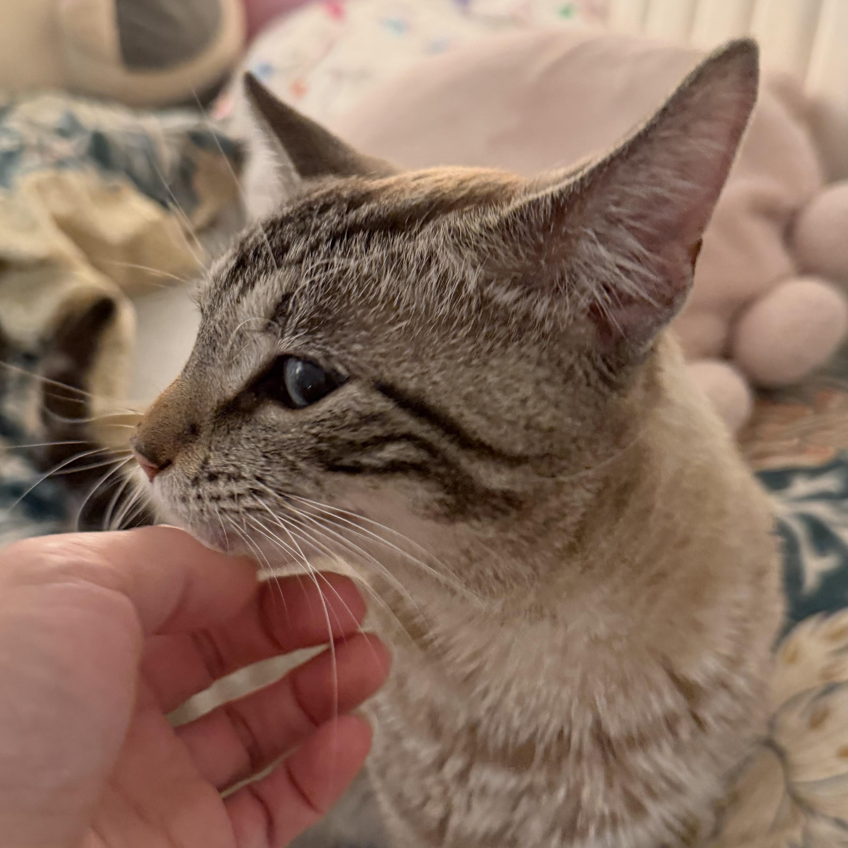 Theodore, a Adoptable mixed breed in New york, NY image 3/4