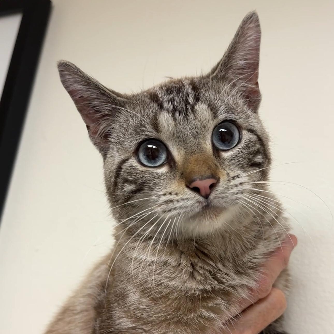 Theodore, Adoptable, Kitten Male Domestic Short Hair & Siamese.