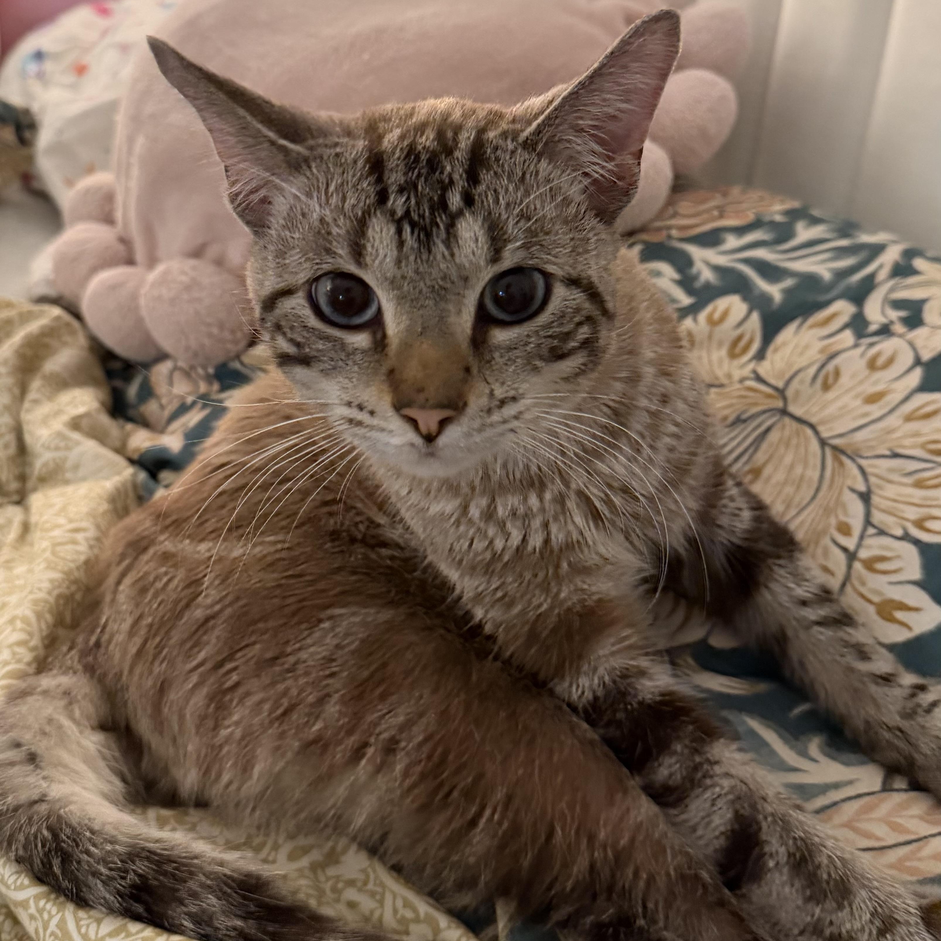 Theodore, a Adoptable mixed breed in New york, NY image 2/4