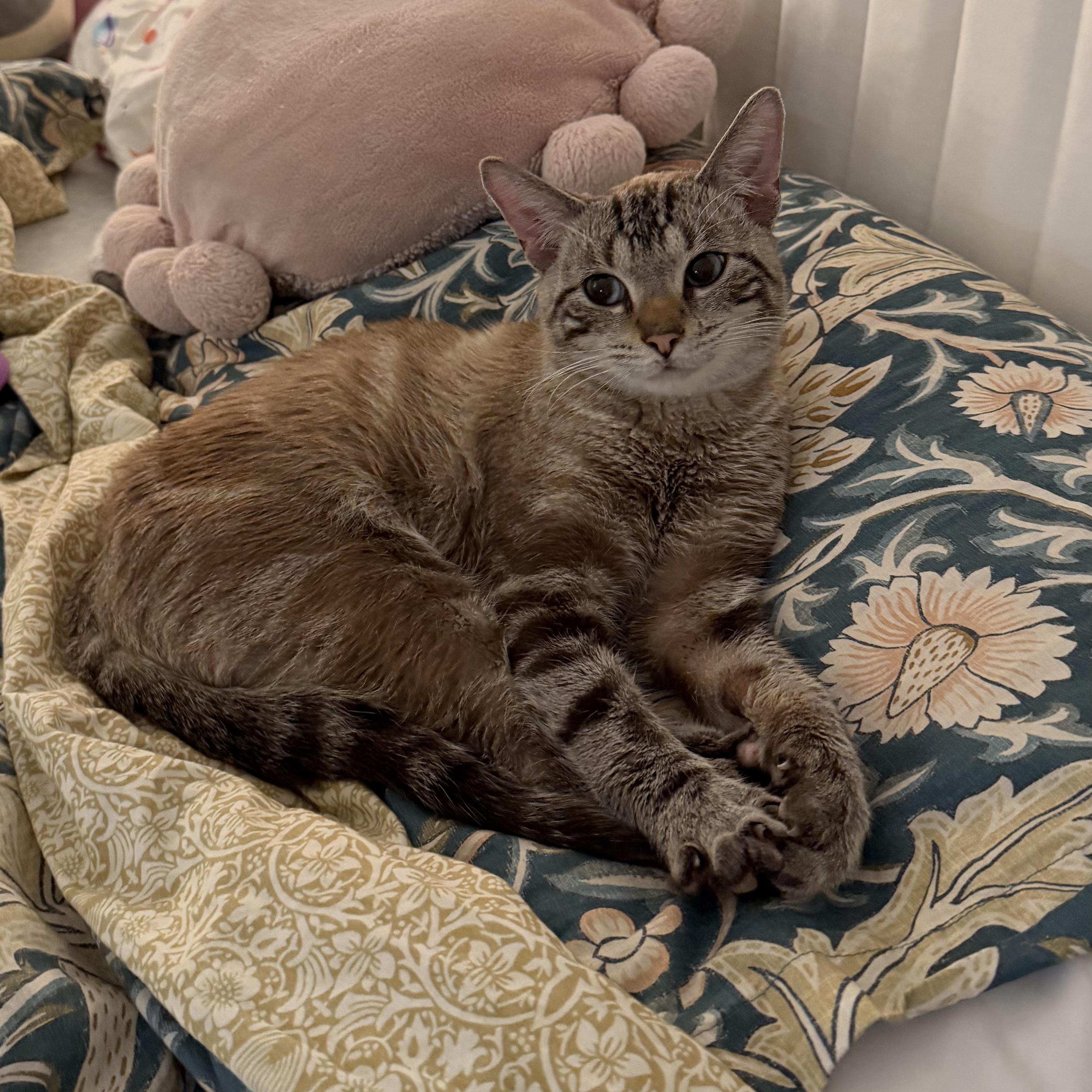 Theodore, a Adoptable mixed breed in New york, NY image 4/4