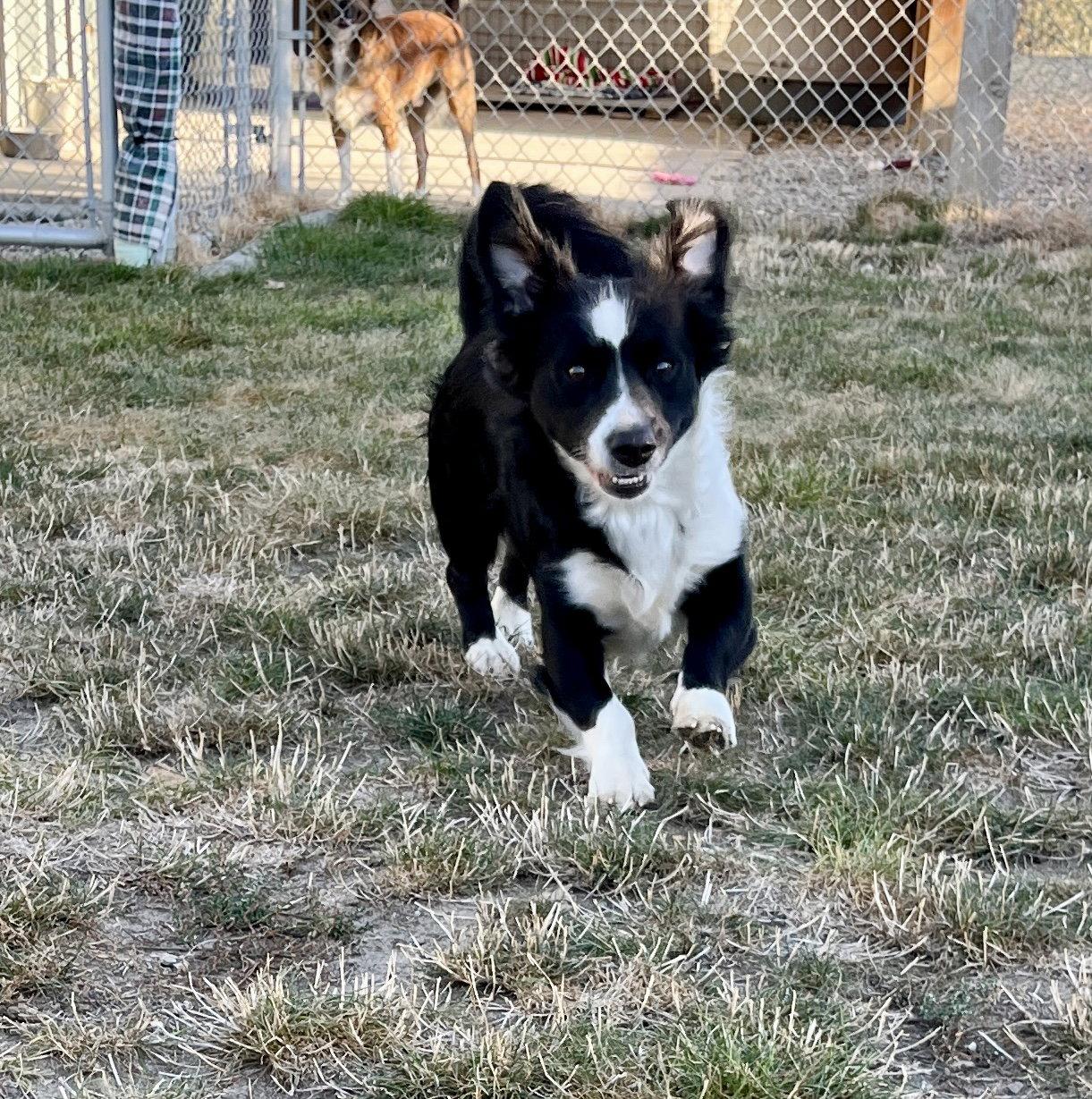 Paul, Adopted, Young Male Mixed Breed.