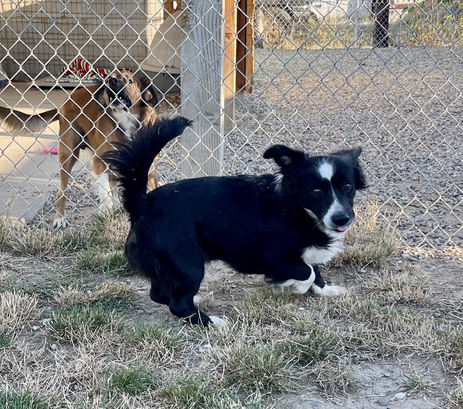 Enlarge Paul, a Adopted Mixed Breed in Emmett, ID image 2/2