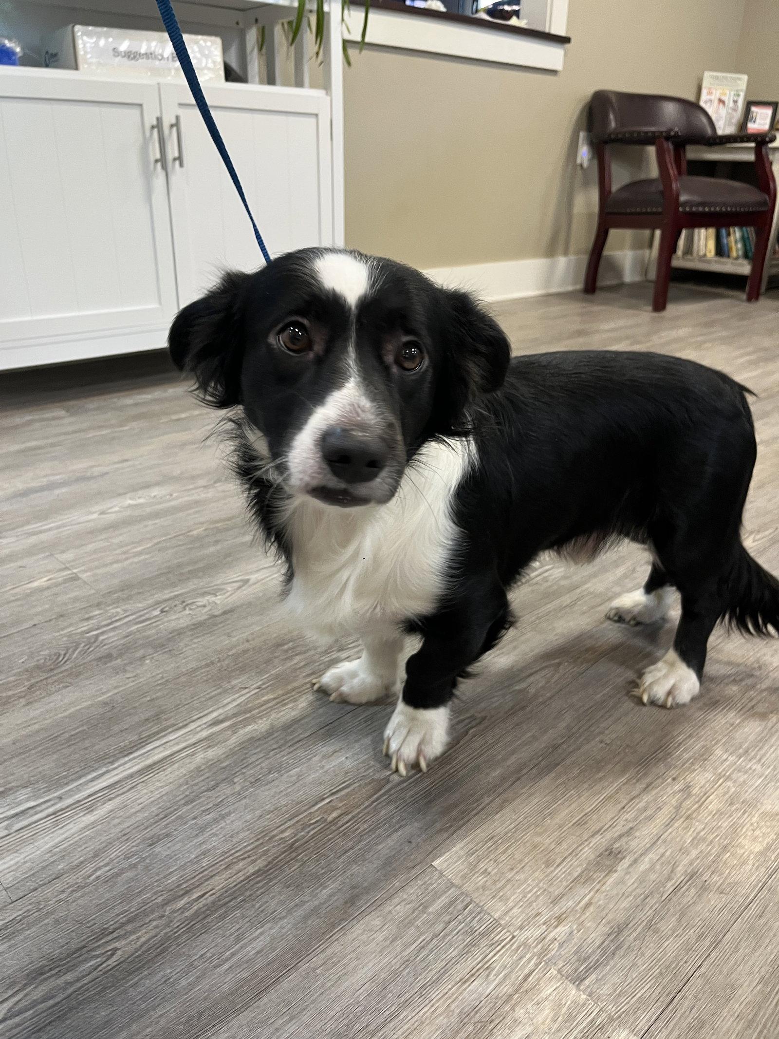 Paul, Adoptable, Young Male Mixed Breed.