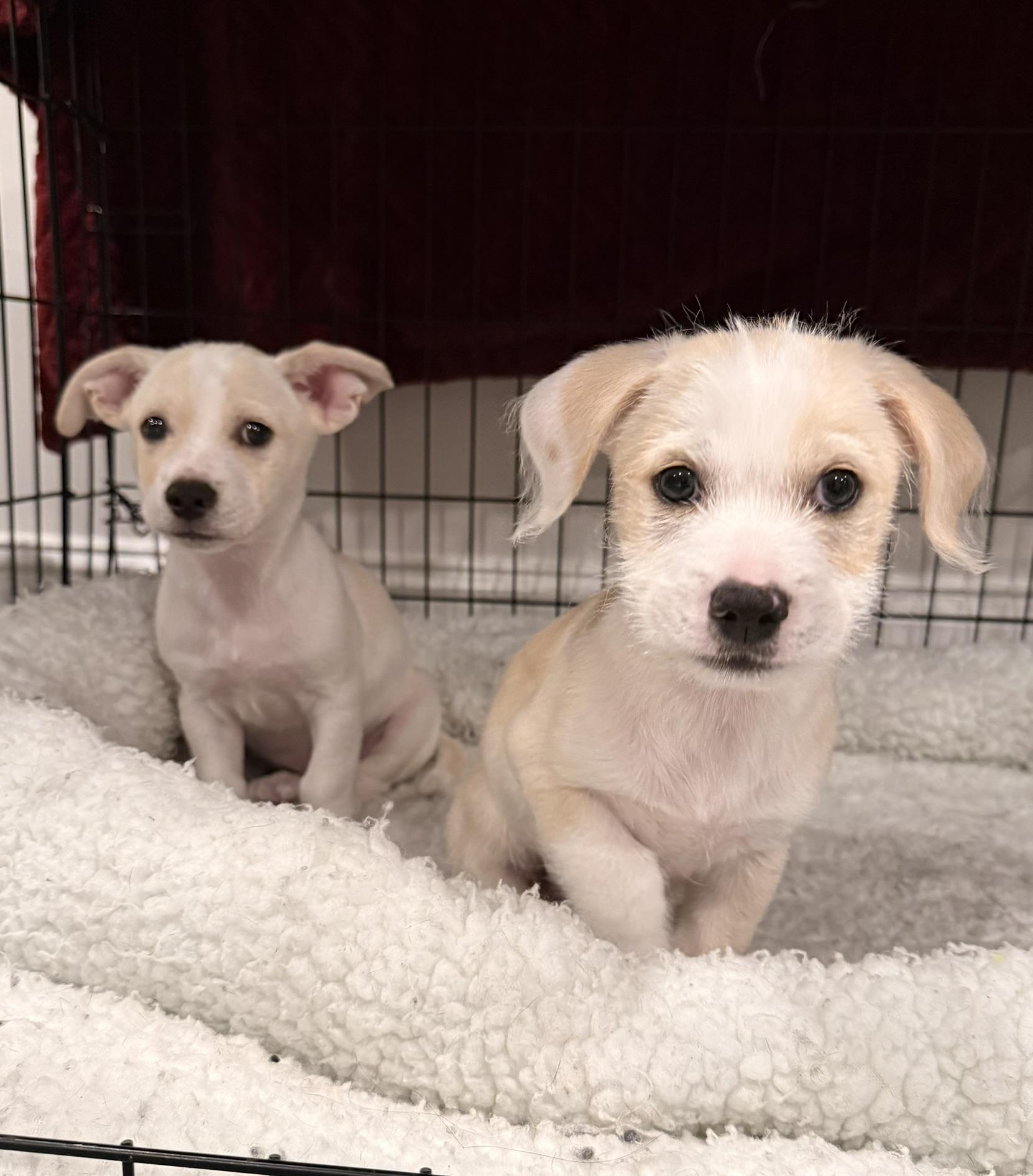 Enlarge Lumi (Perla's Litter) , a Adoptable mixed breed in Kingston, NY image 3/3