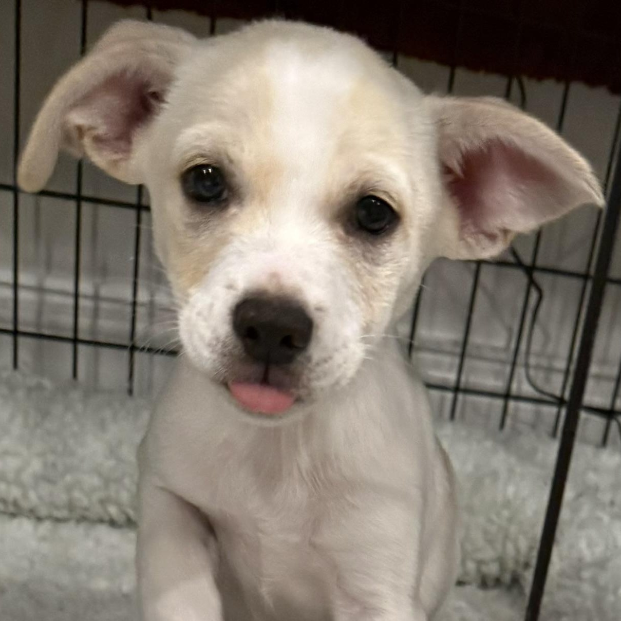 Enlarge Lumi (Perla's Litter) , a Adoptable mixed breed in Kingston, NY image 1/3