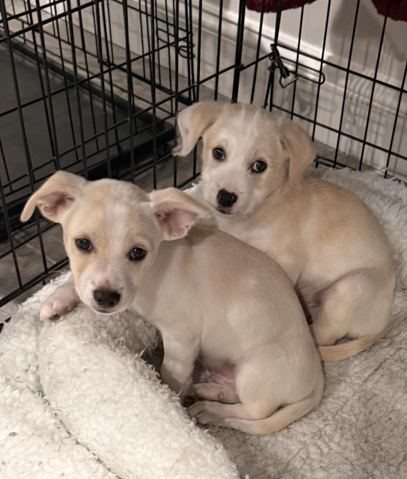 Enlarge Lumi (Perla's Litter) , a Adoptable mixed breed in Kingston, NY image 2/3