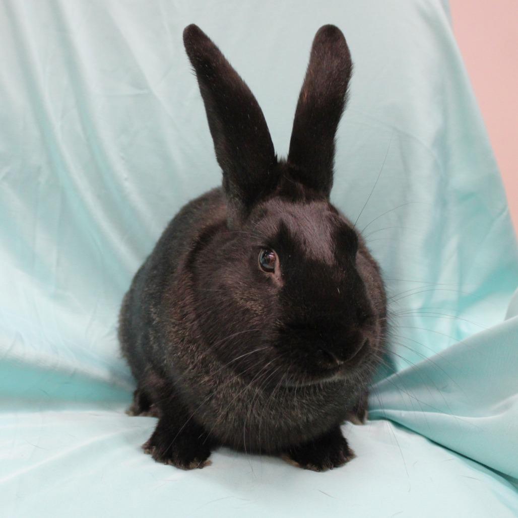 Enlarge Baby Bat, a Adoptable American in Champaign, IL image 1/6