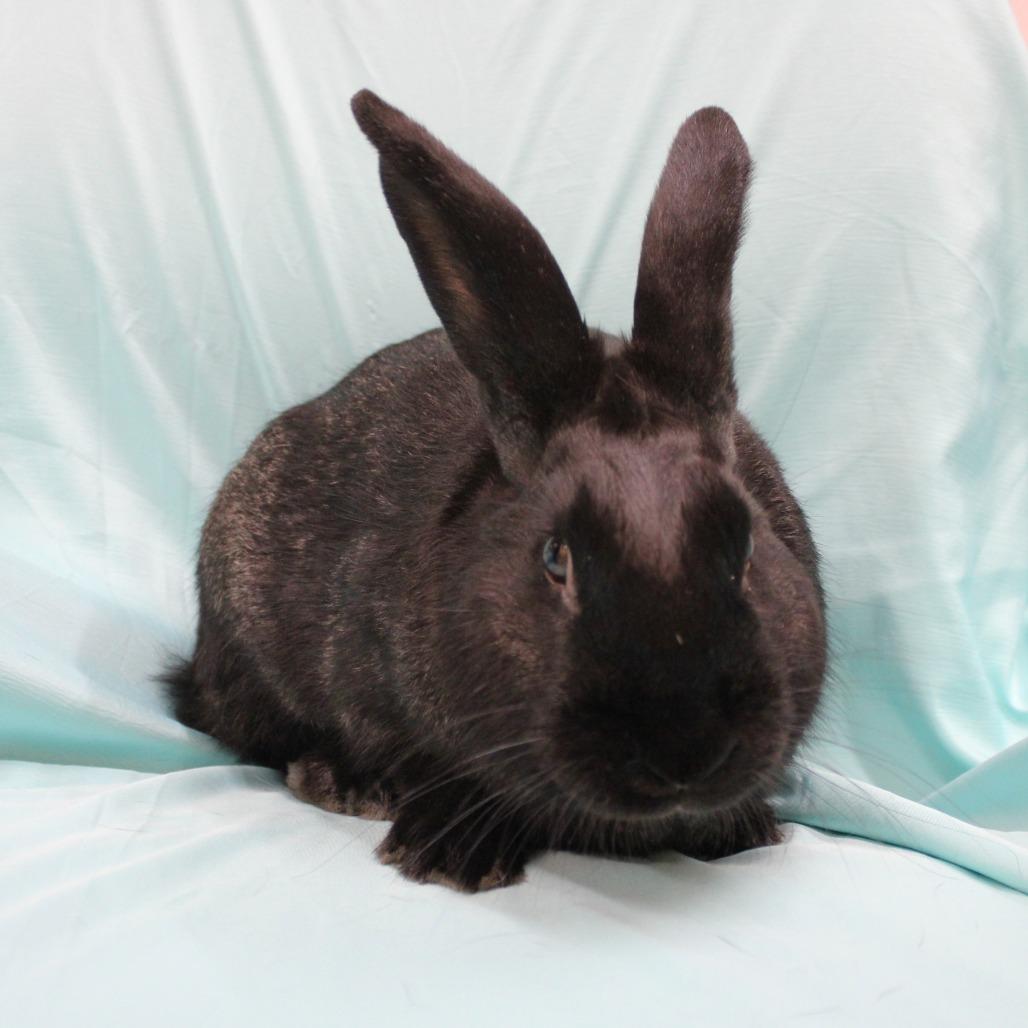 Enlarge Baby Bat, a Adoptable American in Champaign, IL image 3/6