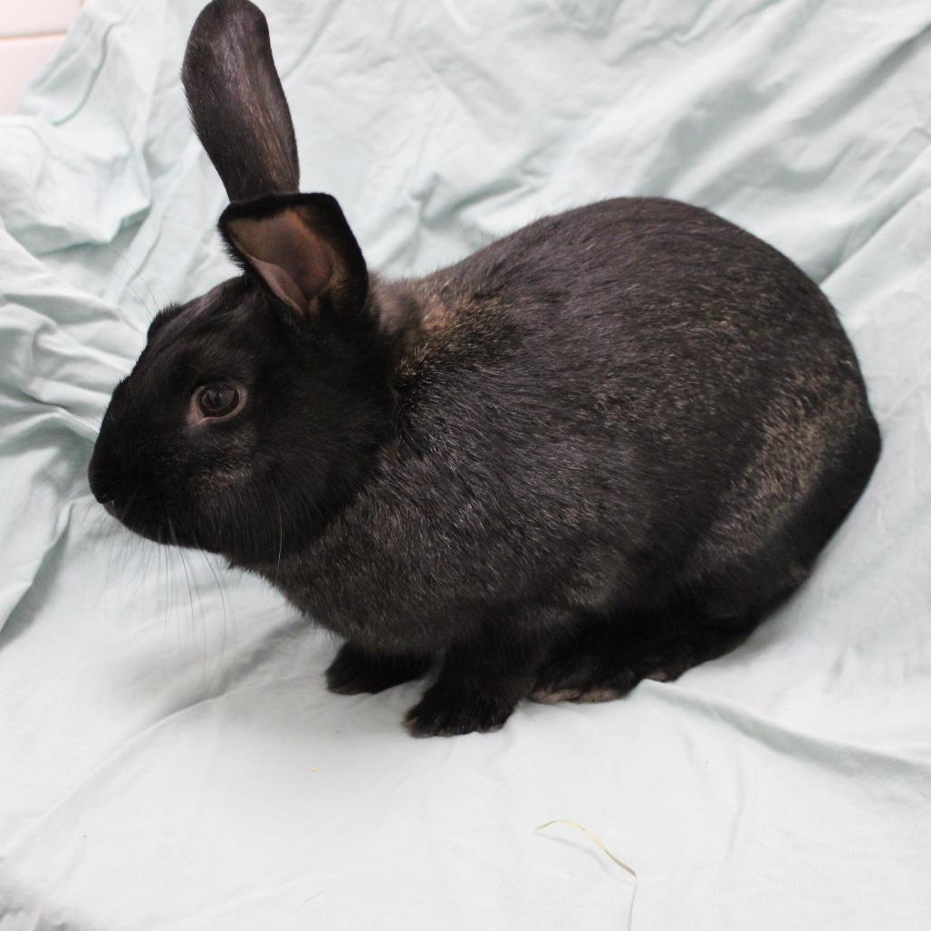 Baby Bat, Adoptable, Baby Male American.