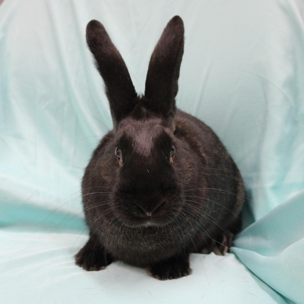 Enlarge Baby Bat, a Adoptable American in Champaign, IL image 5/6