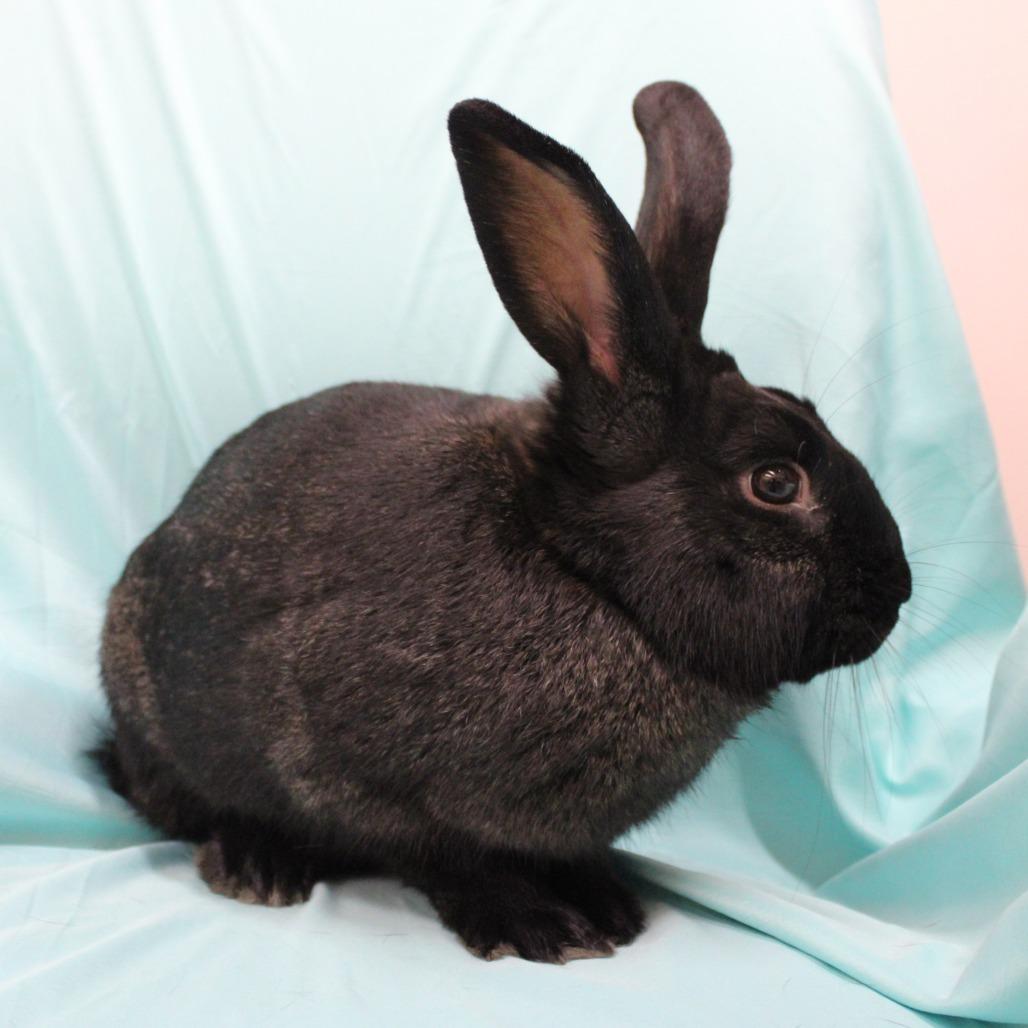 Enlarge Baby Bat, a Adoptable American in Champaign, IL image 6/6