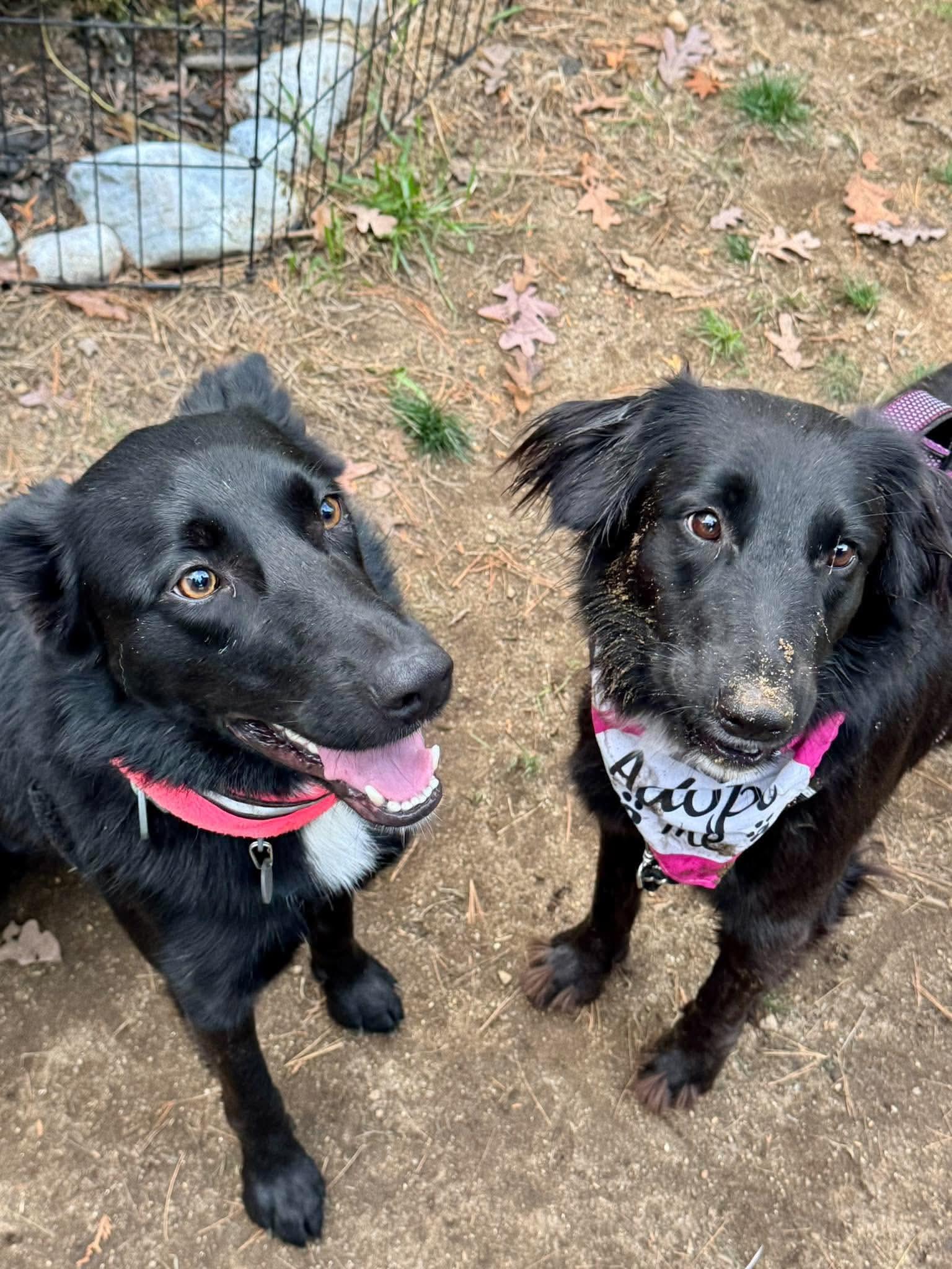 Enlarge Kit, a Adoptable mixed breed in Lee, NH image 6/6