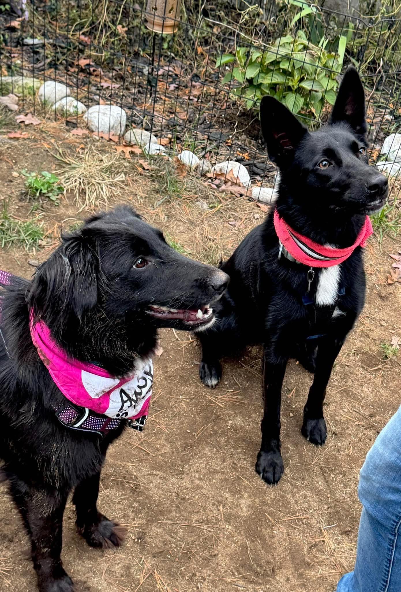 Enlarge Kit, a Adoptable mixed breed in Lee, NH image 5/6