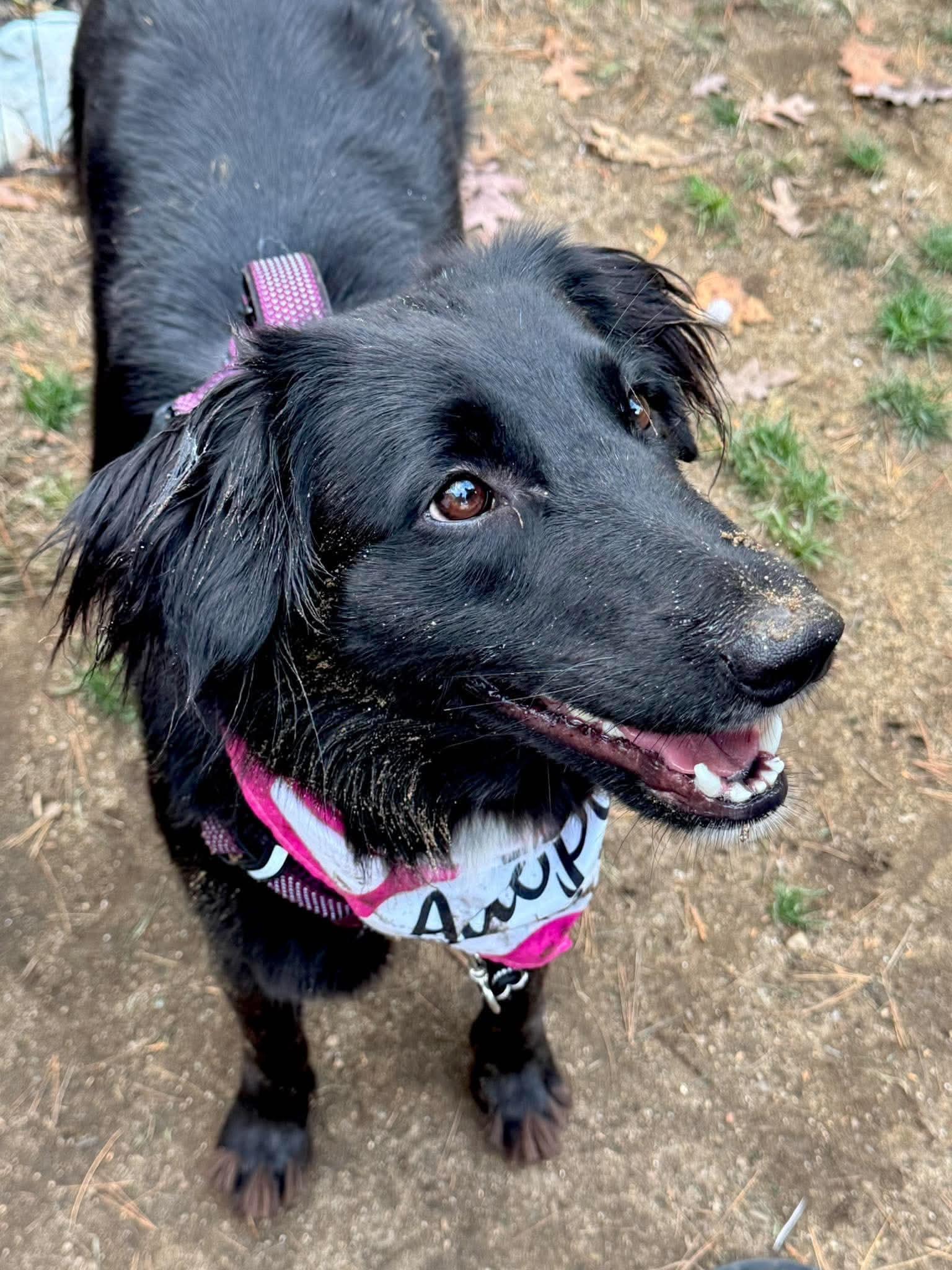 Kit, Adoptable, Young Female Mixed Breed.