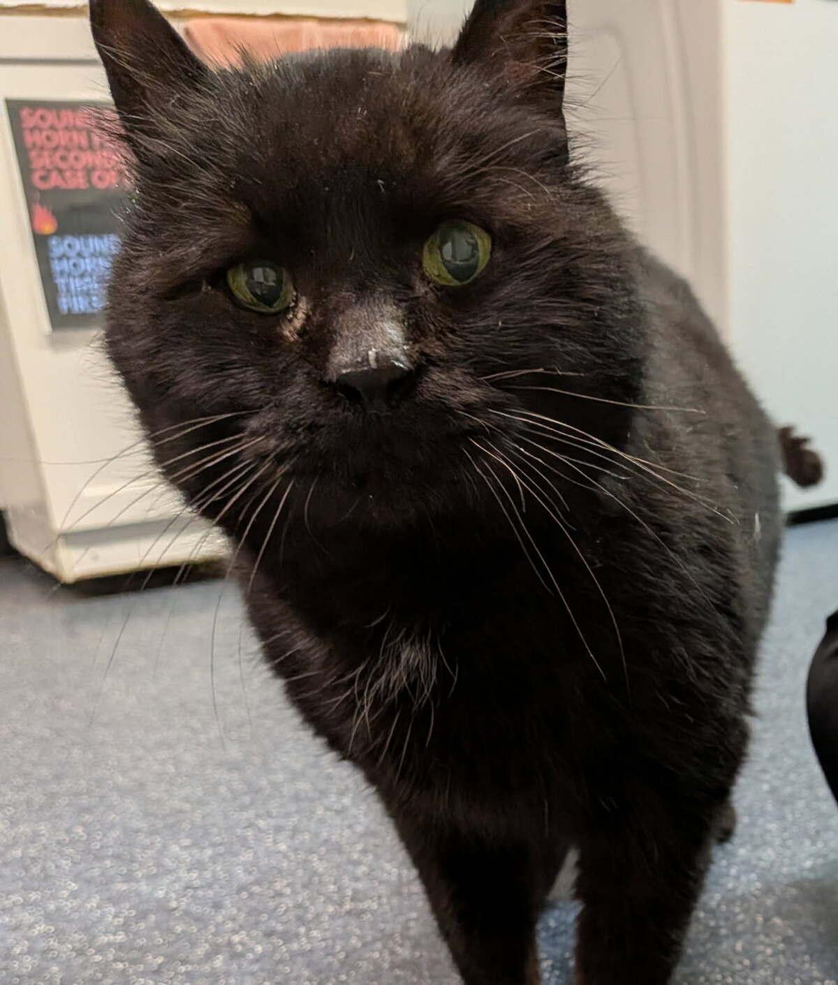 William, adopted, Senior Male Domestic Short Hair.