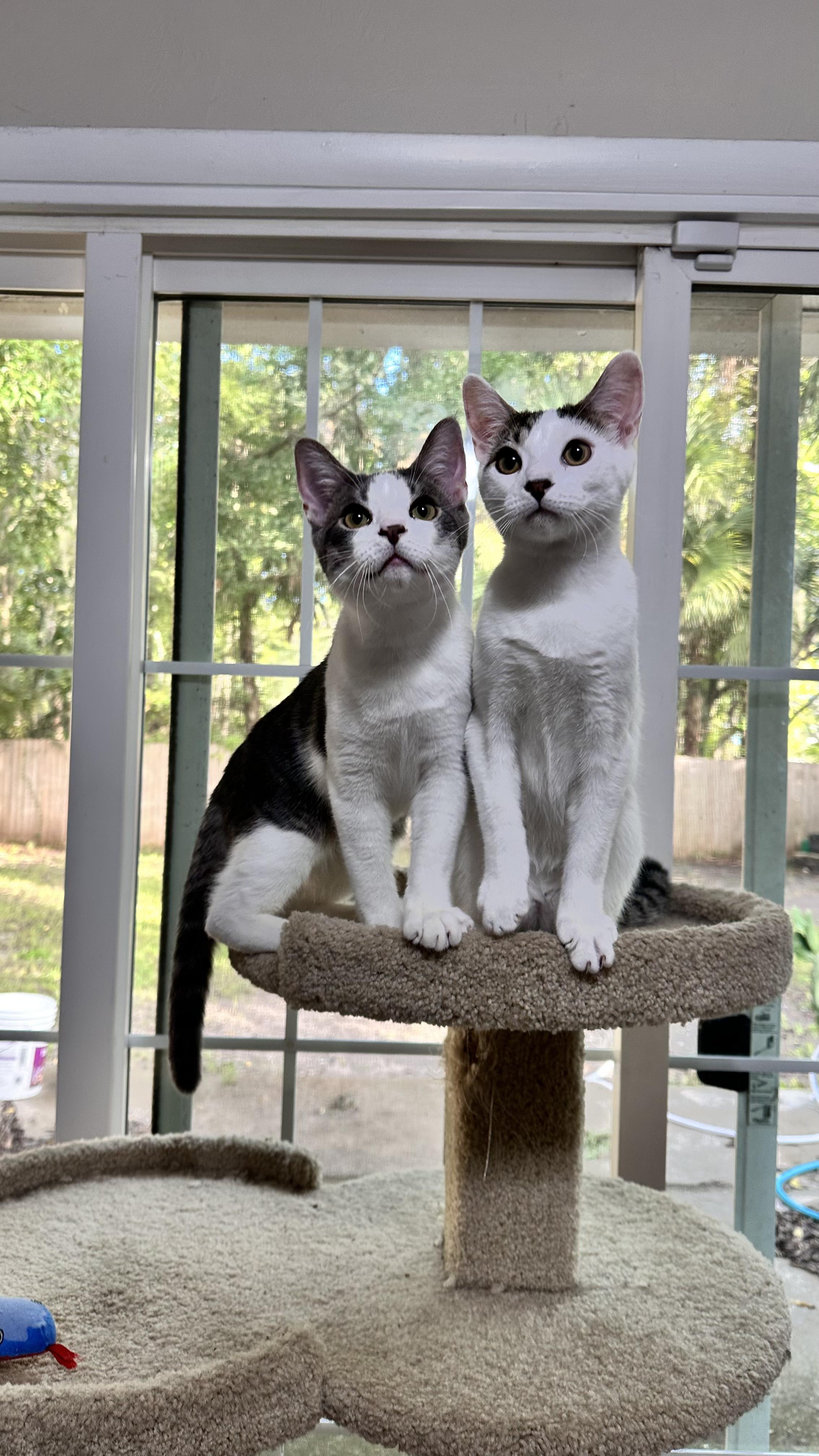 Enlarge Thistle, a Adopted Domestic Short Hair in Palm Coast, FL image 2/6