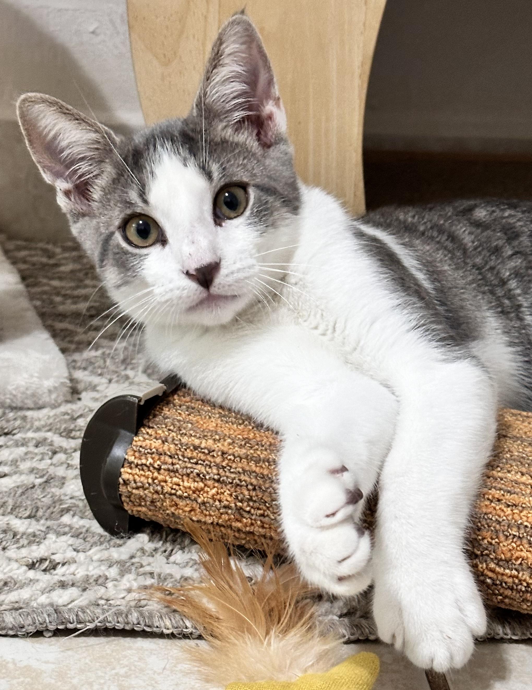 Enlarge Thistle, a Adopted Domestic Short Hair in Palm Coast, FL image 1/6