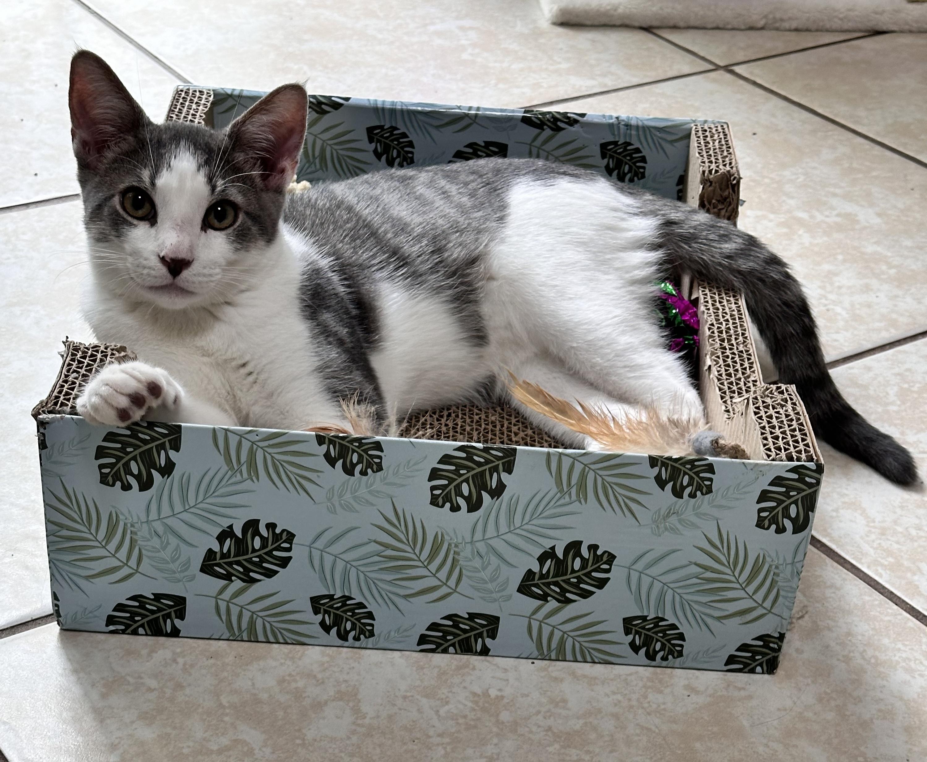 Enlarge Thistle, a Adopted Domestic Short Hair in Palm Coast, FL image 4/6