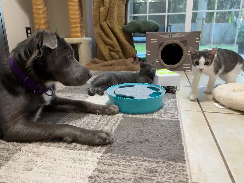 Enlarge Thistle, a Adopted Domestic Short Hair in Palm Coast, FL video 5/6