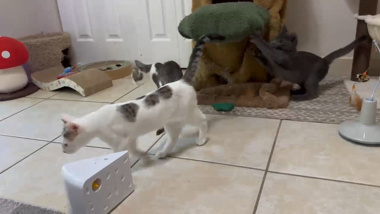 Enlarge Thistle, a Adopted Domestic Short Hair in Palm Coast, FL video 6/6