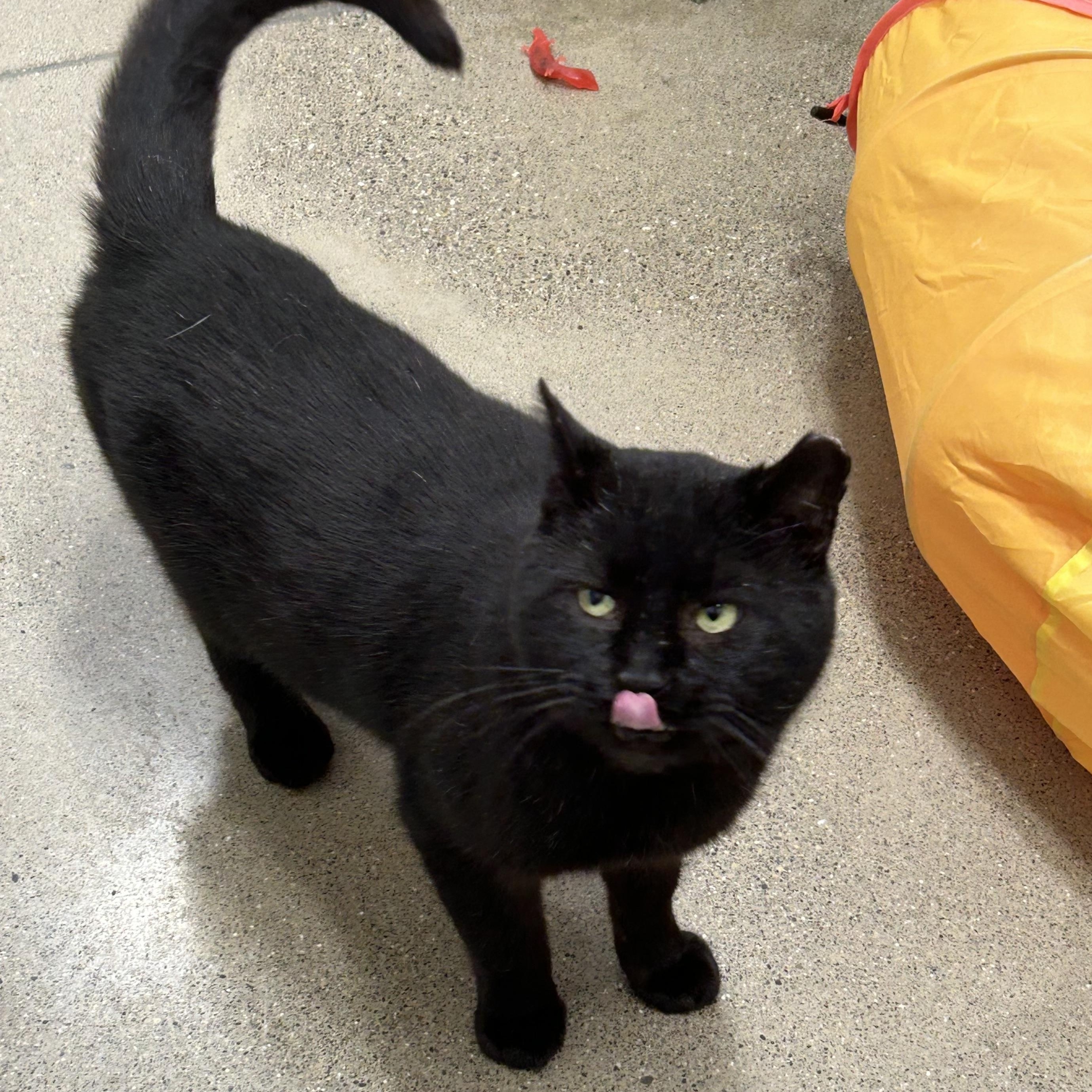 Enlarge Leonard, an adopted Domestic Short Hair in Columbus , OH image 1/1