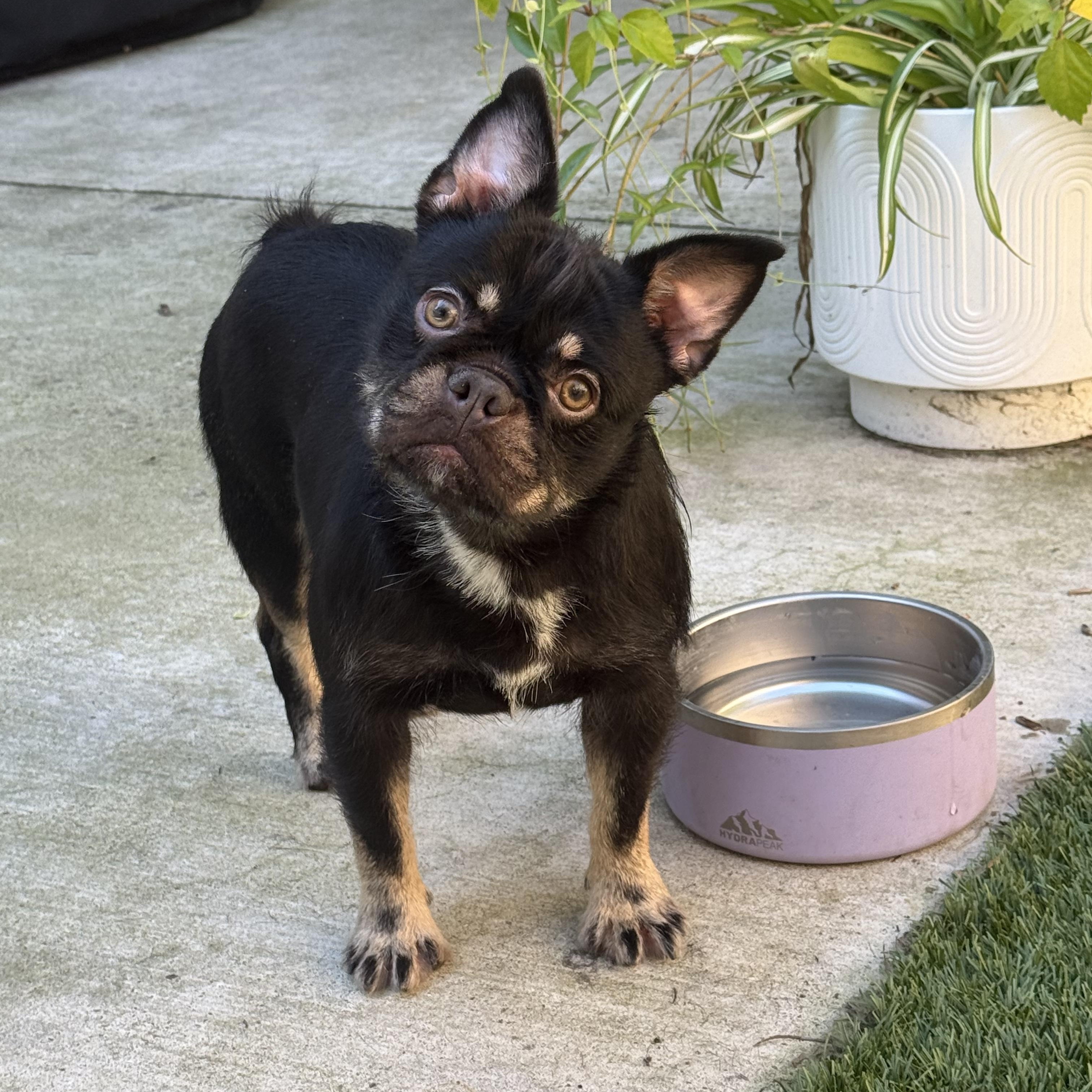 Gemma, ADOPTABLE, Young Female French Bulldog.