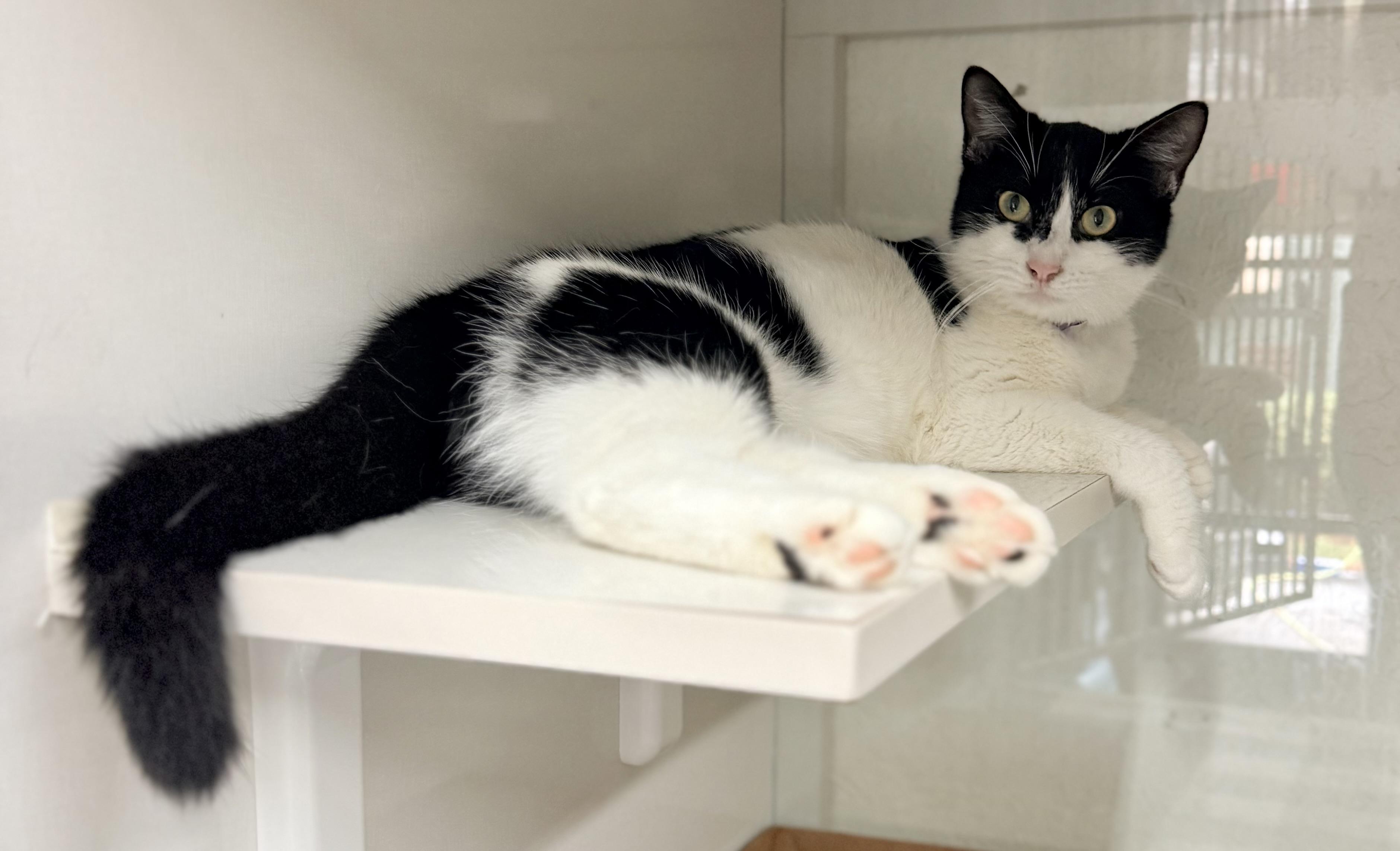 Enlarge Dori, a ADOPTABLE Turkish Van in Tavares, FL image 3/5