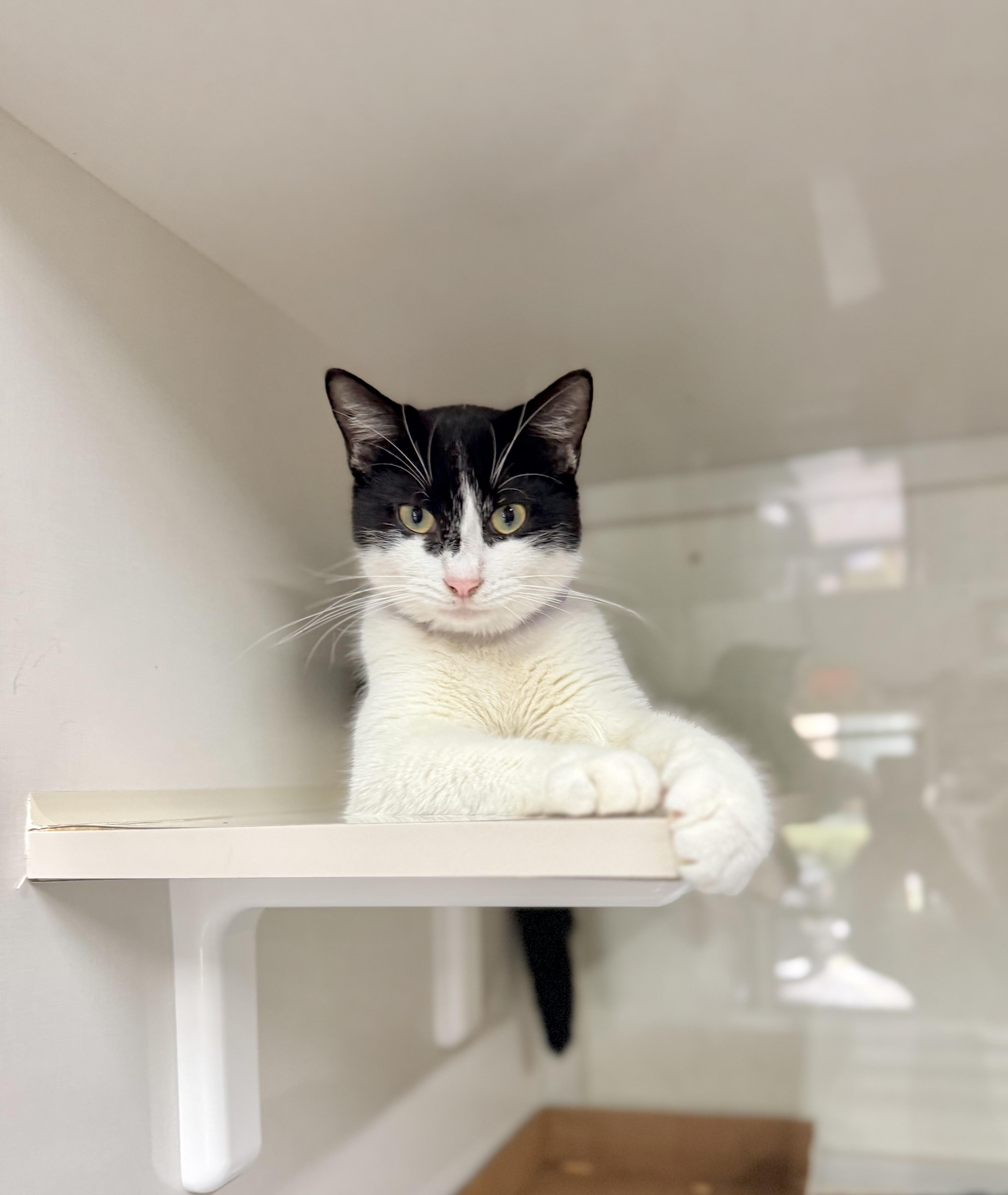 Enlarge Dori, a ADOPTABLE Turkish Van in Tavares, FL image 2/5