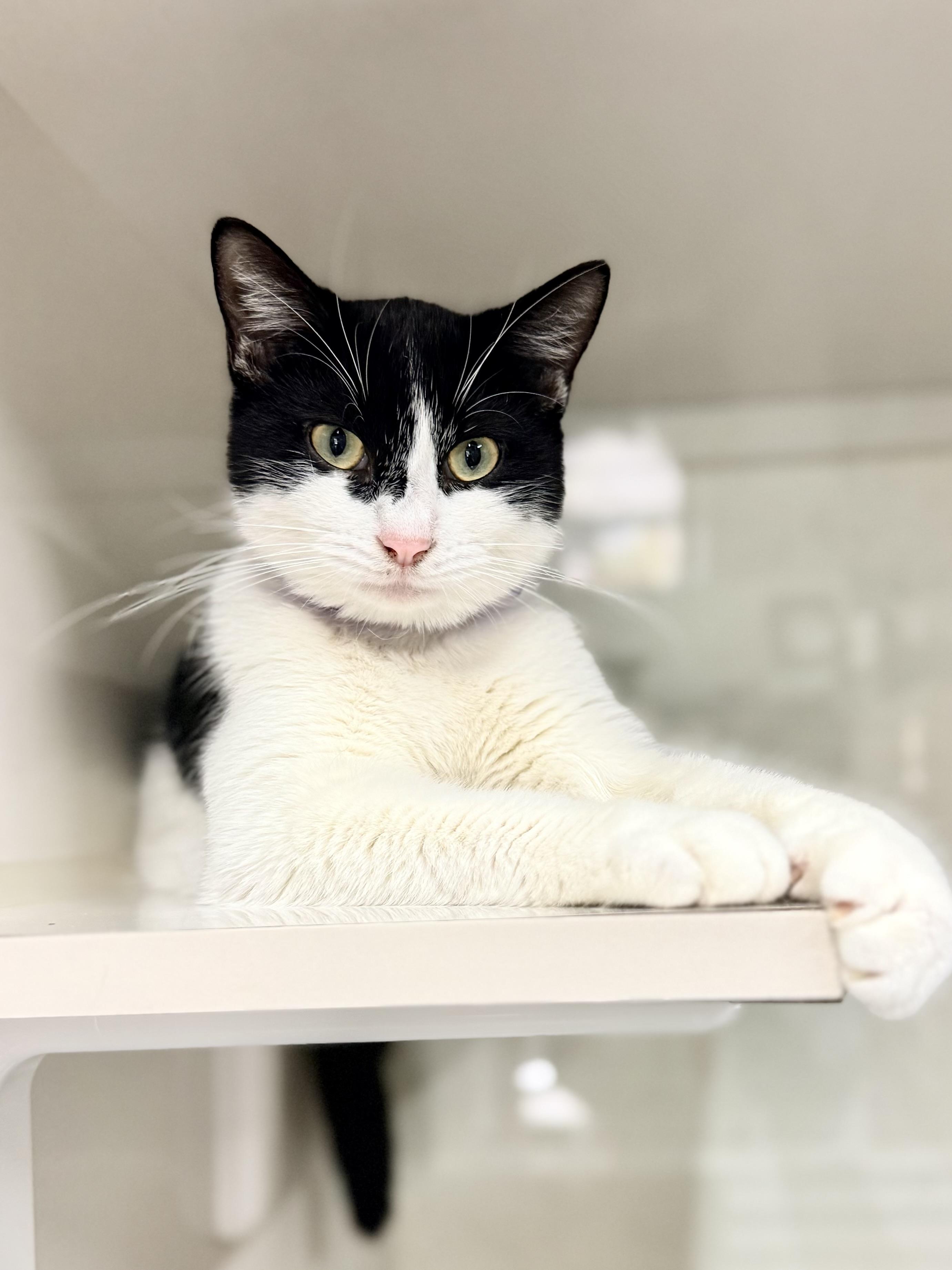 Dori, ADOPTABLE, Young Female Turkish Van.