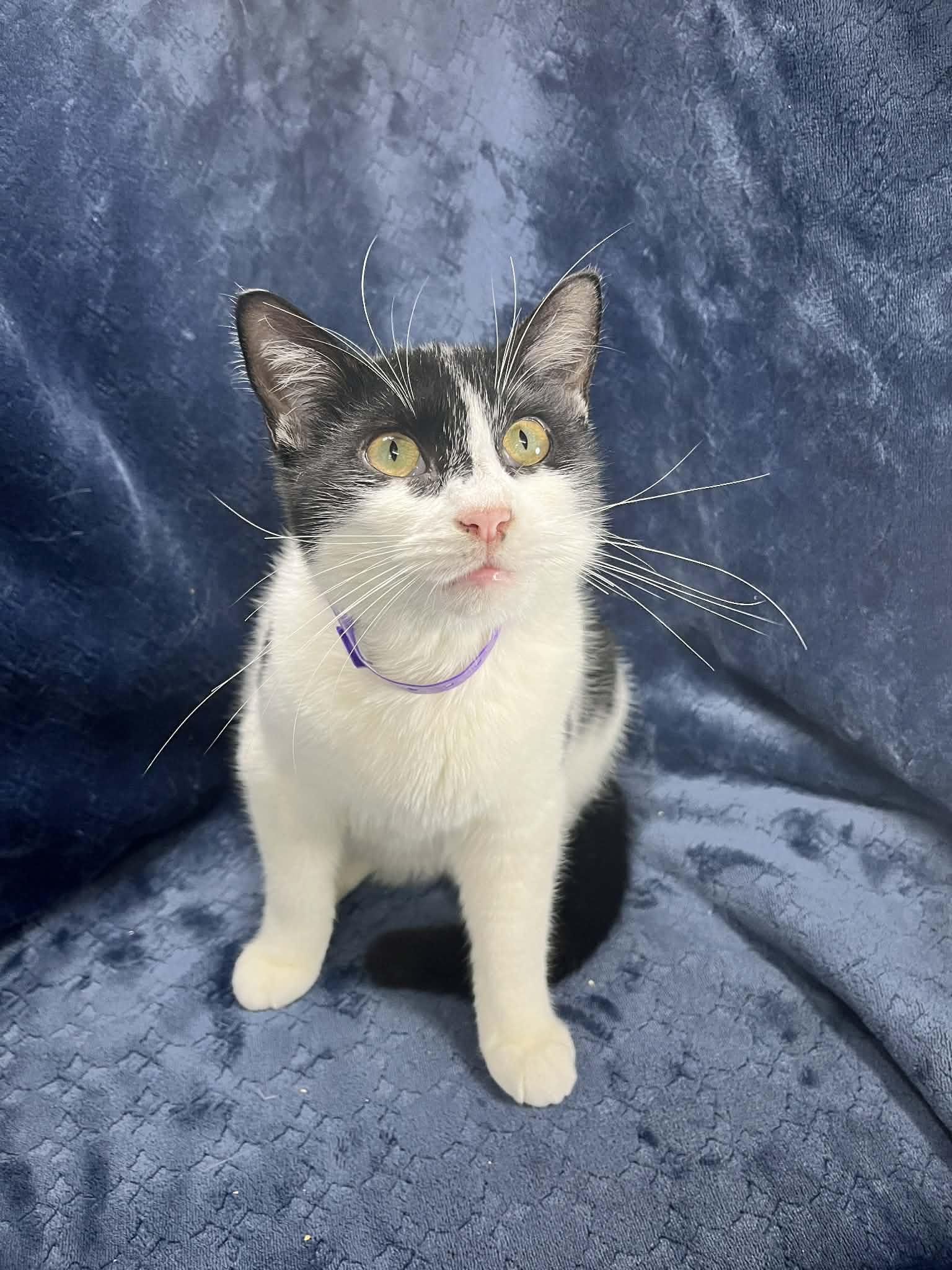 Enlarge Dori, a ADOPTABLE Turkish Van in Tavares, FL image 5/5